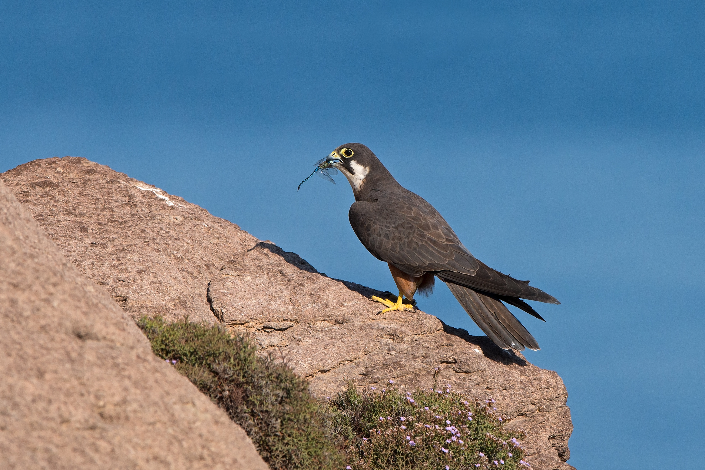 the hawk and dragonfly