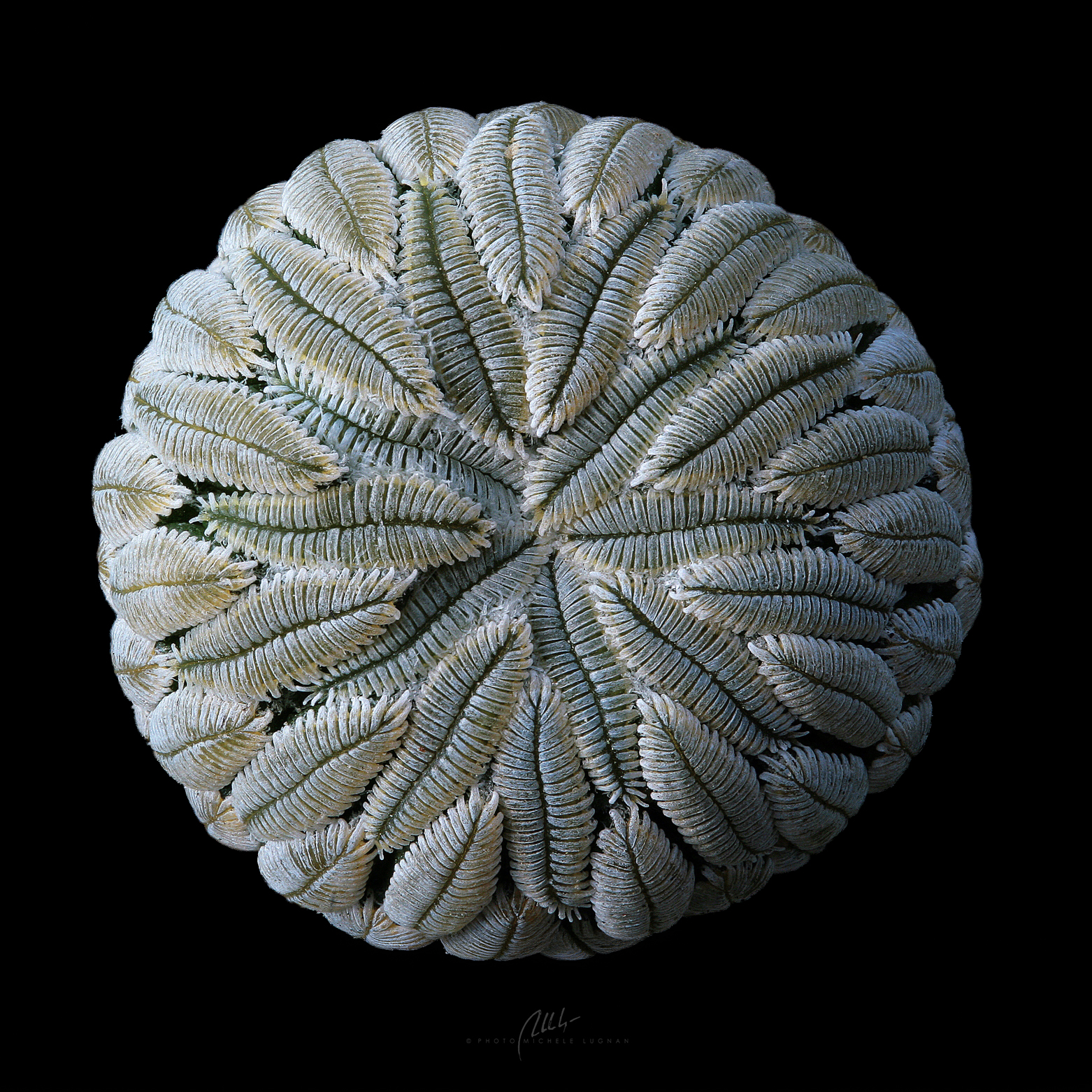 simmetrie imbricate