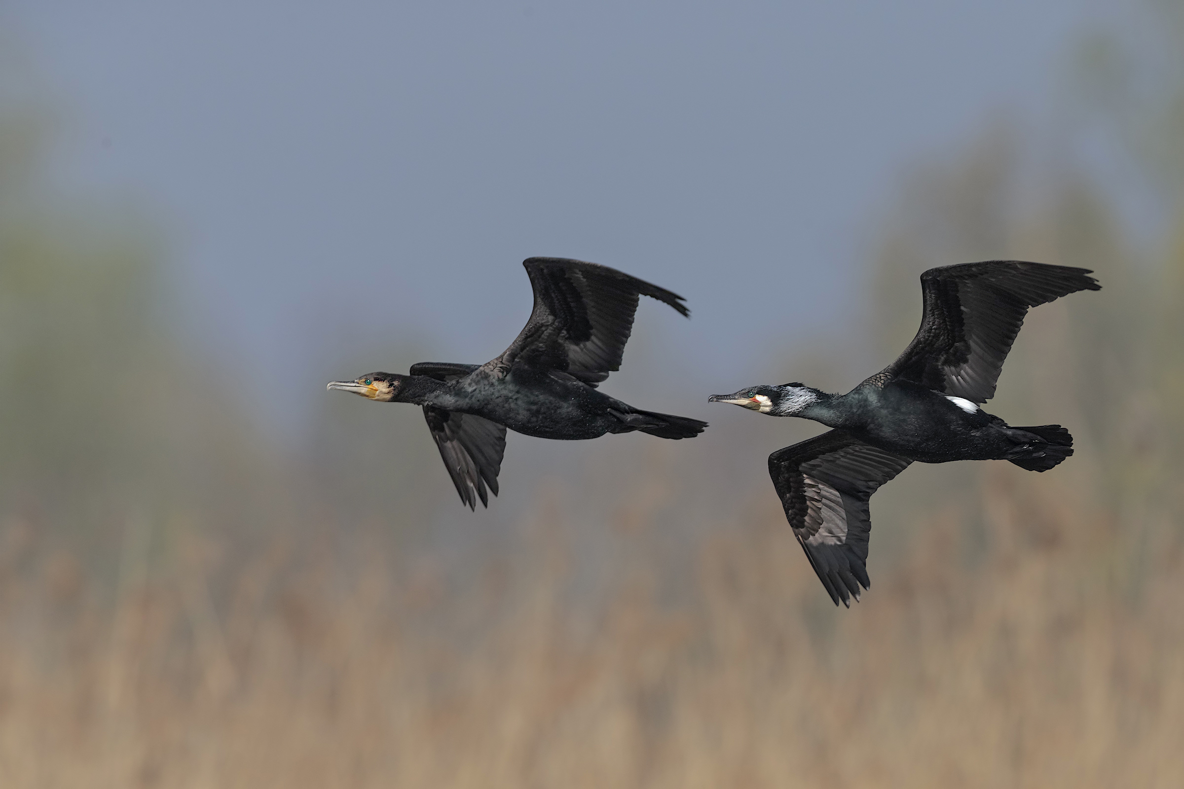 Cormorants