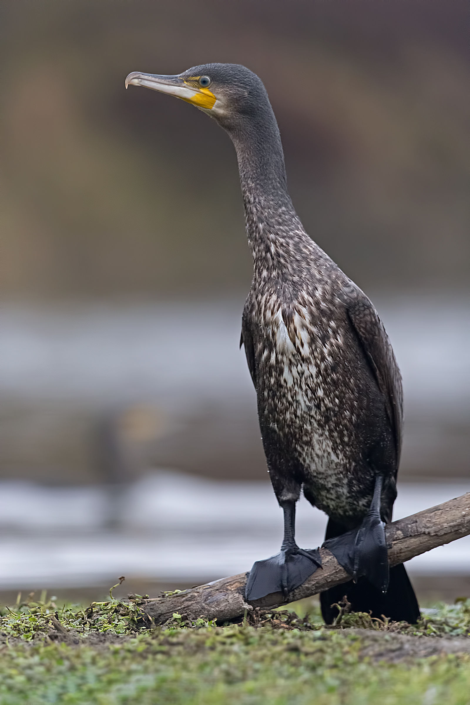 Cormorant