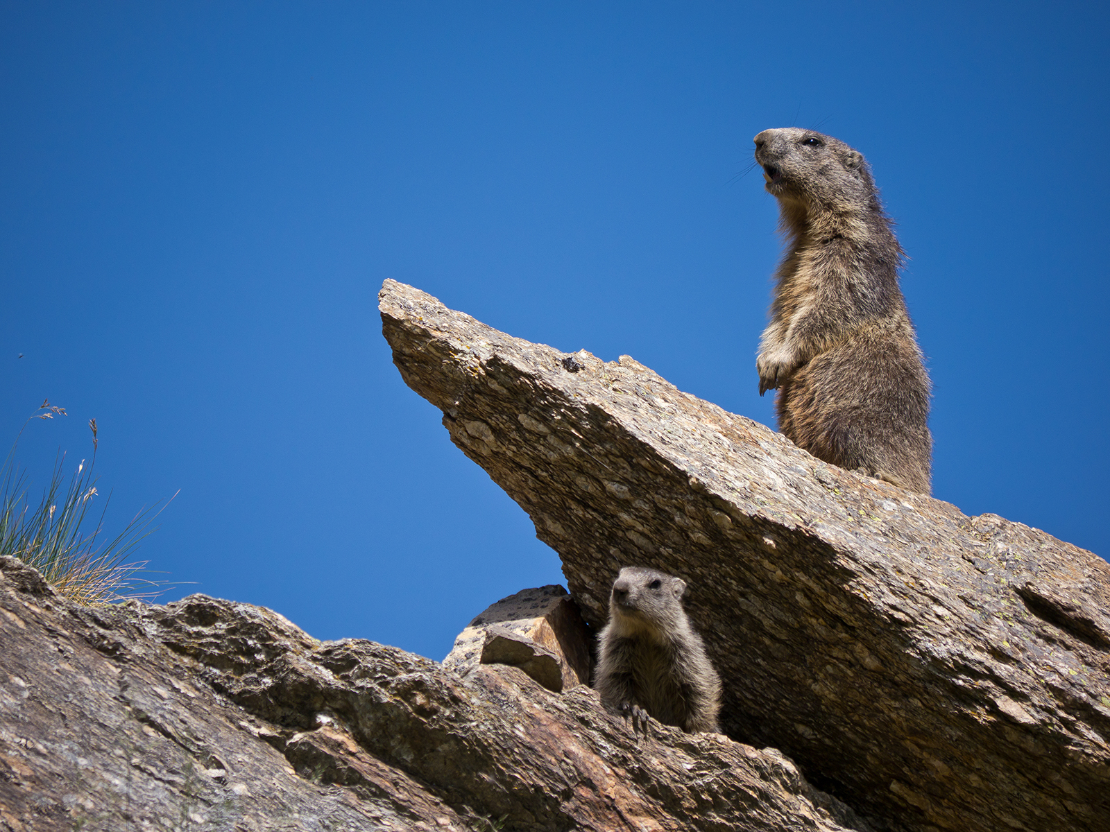 Fischia mamma, che quel tipo non mi piace !
