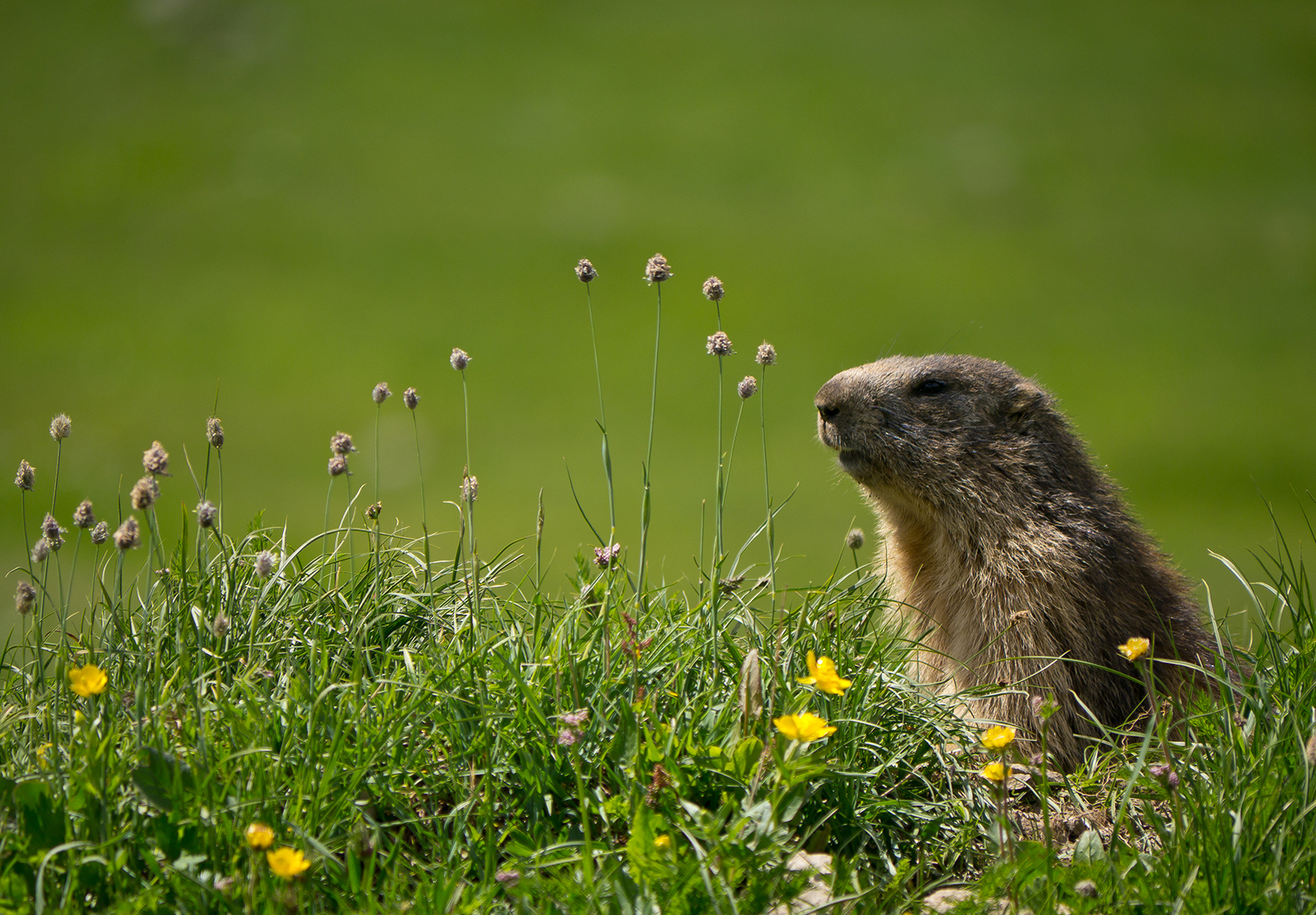 Marmotta al Gran Paradiso.