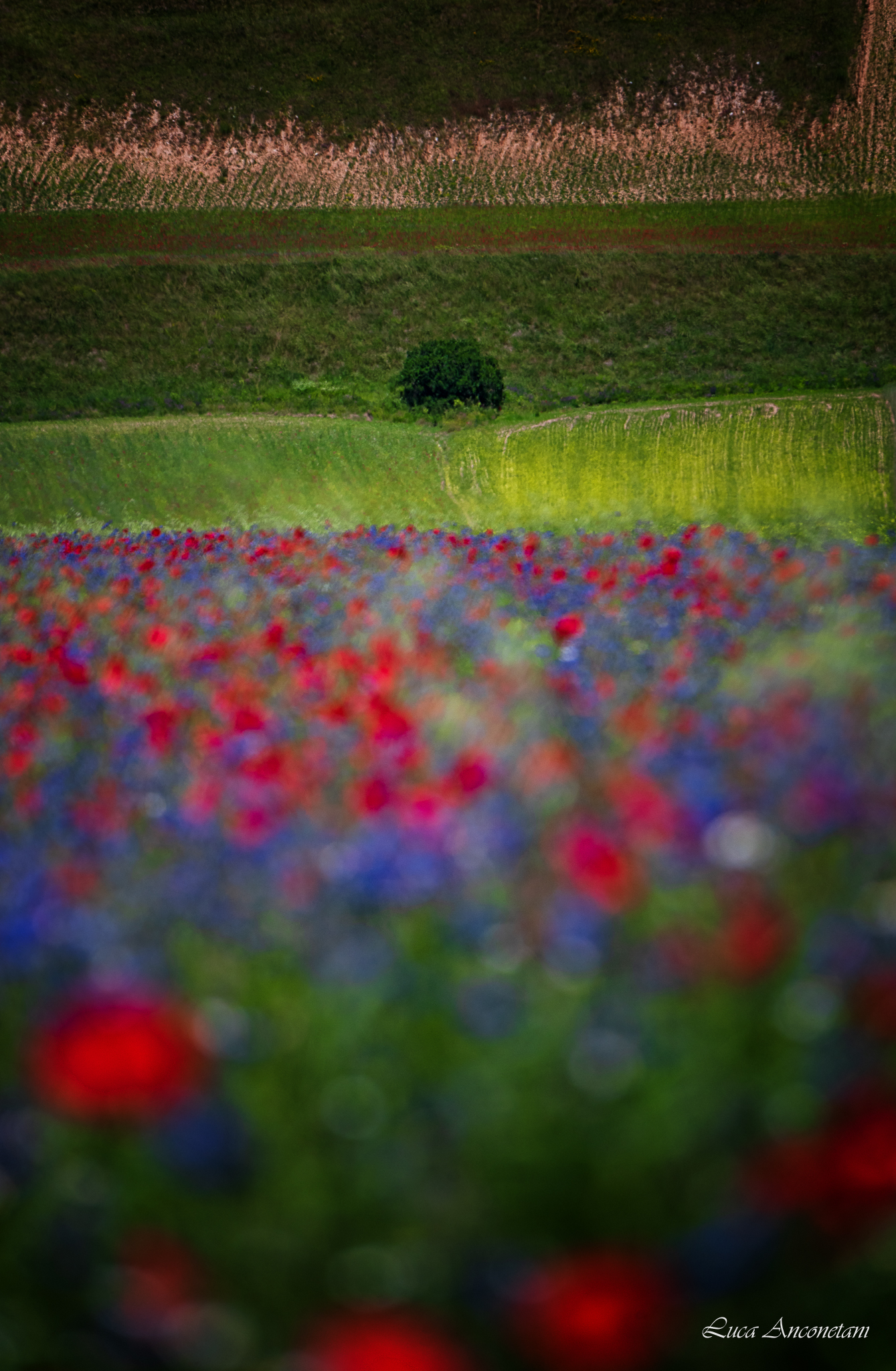 Castelluccio, beginning of flowering