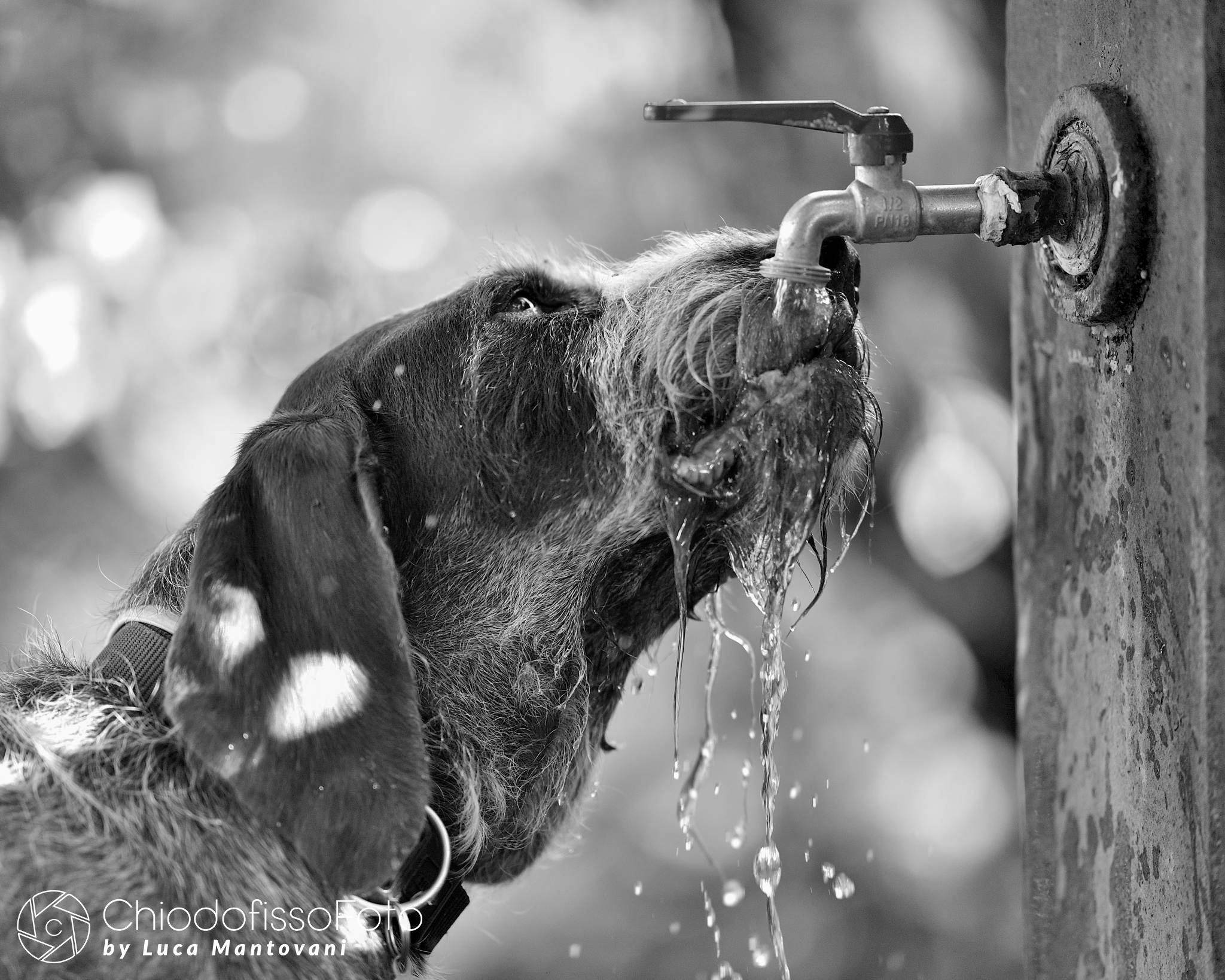 Lady and the Thirst