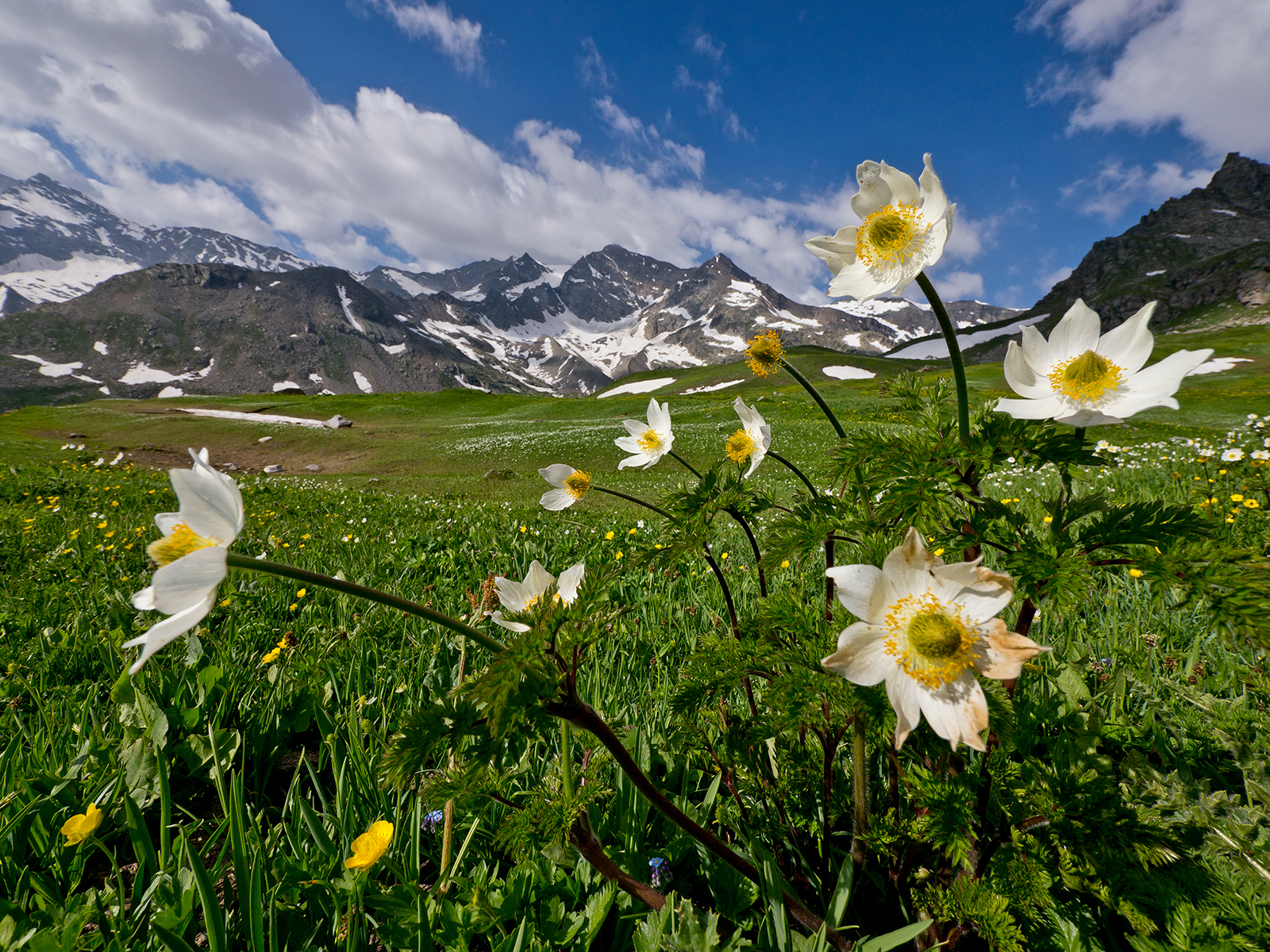 Fioriture al Gran Paradiso