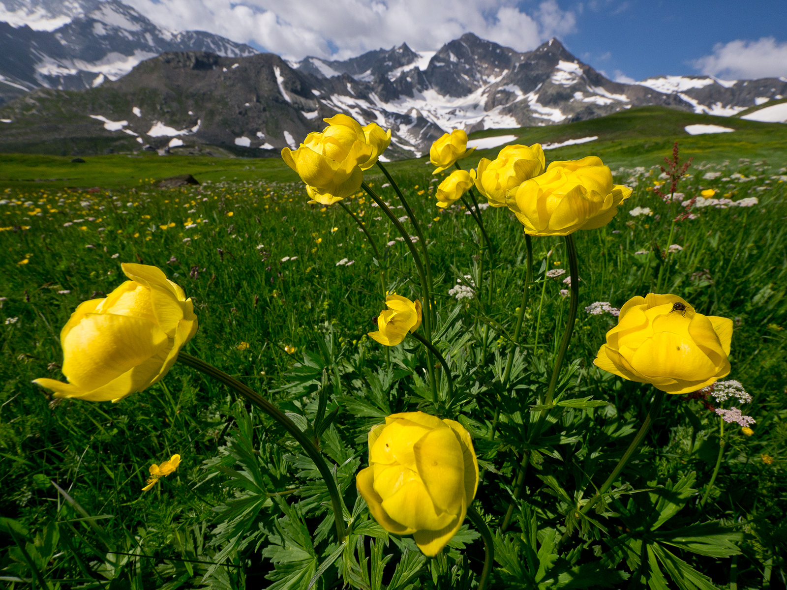 Fioriture al Gran Paradiso