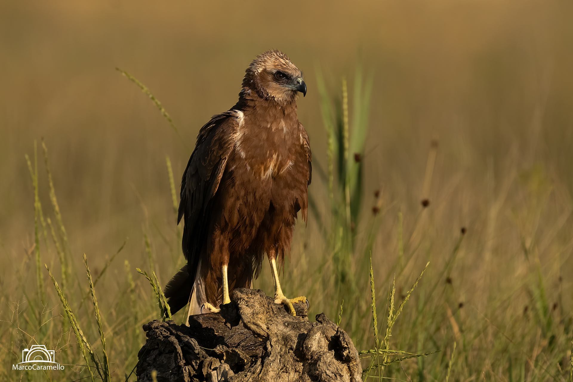Marsh Harrier