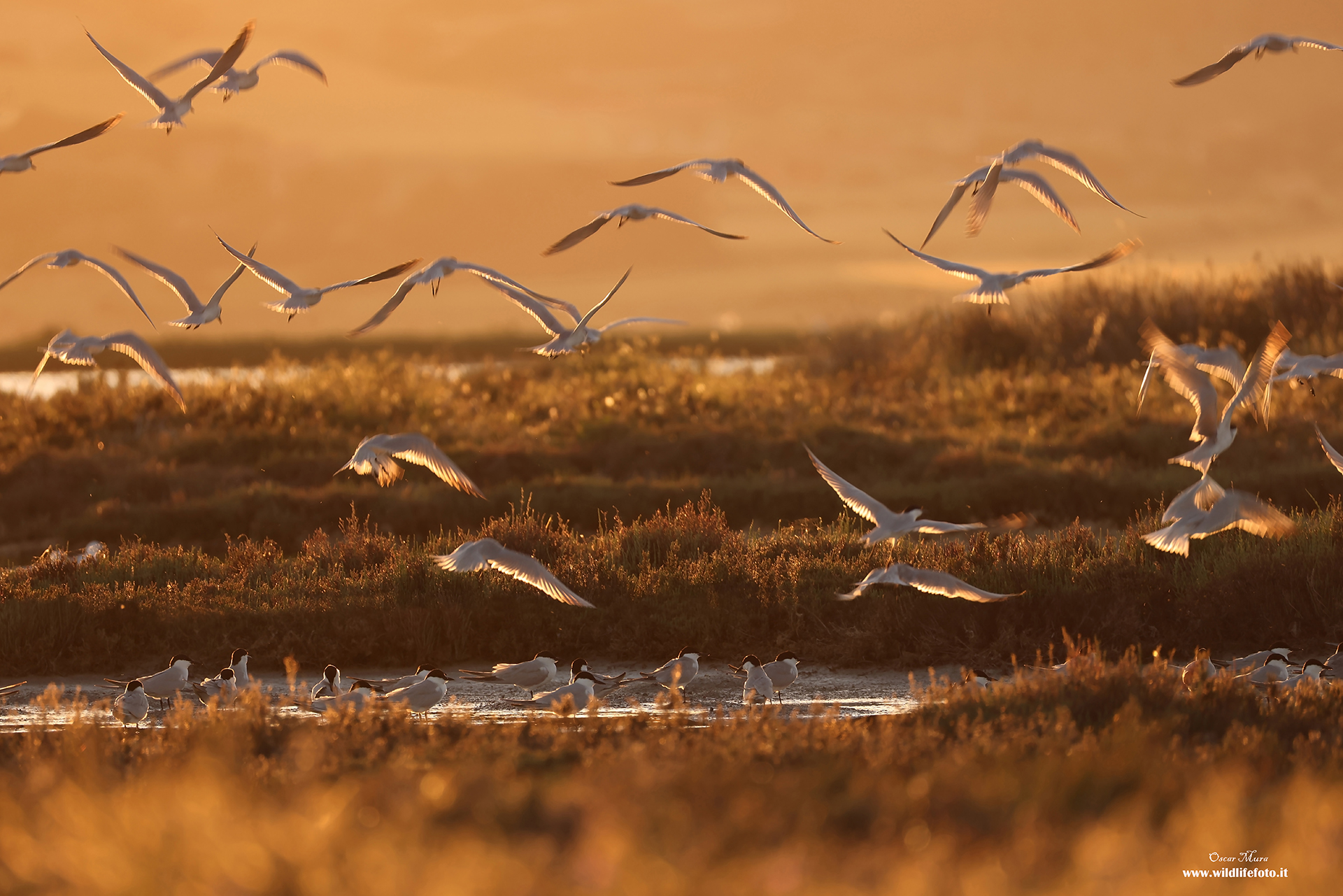 Black Legs Terns