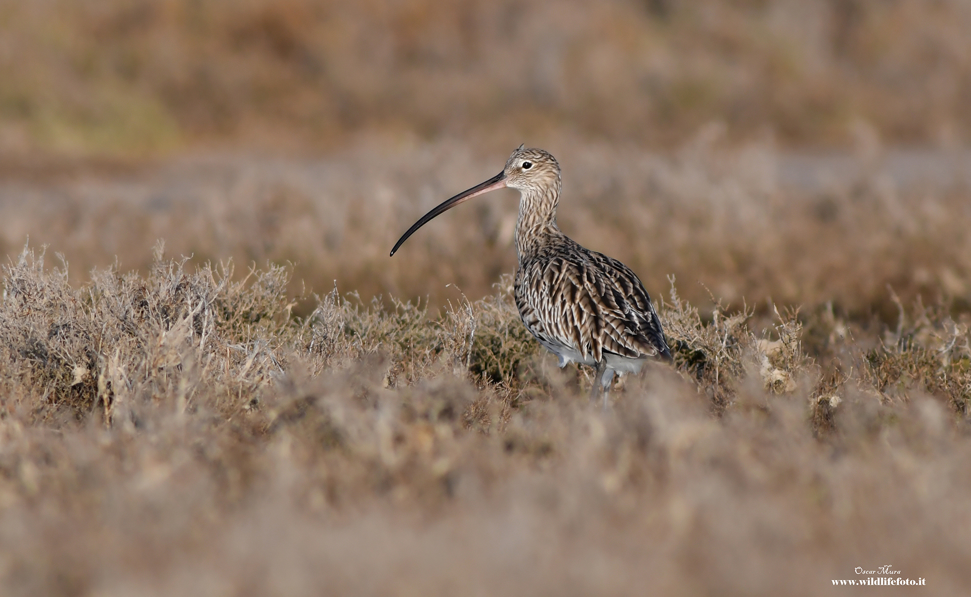 Greater Curlew