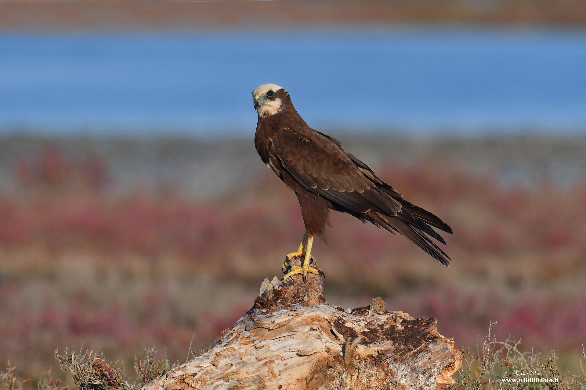 Marsh Harrier