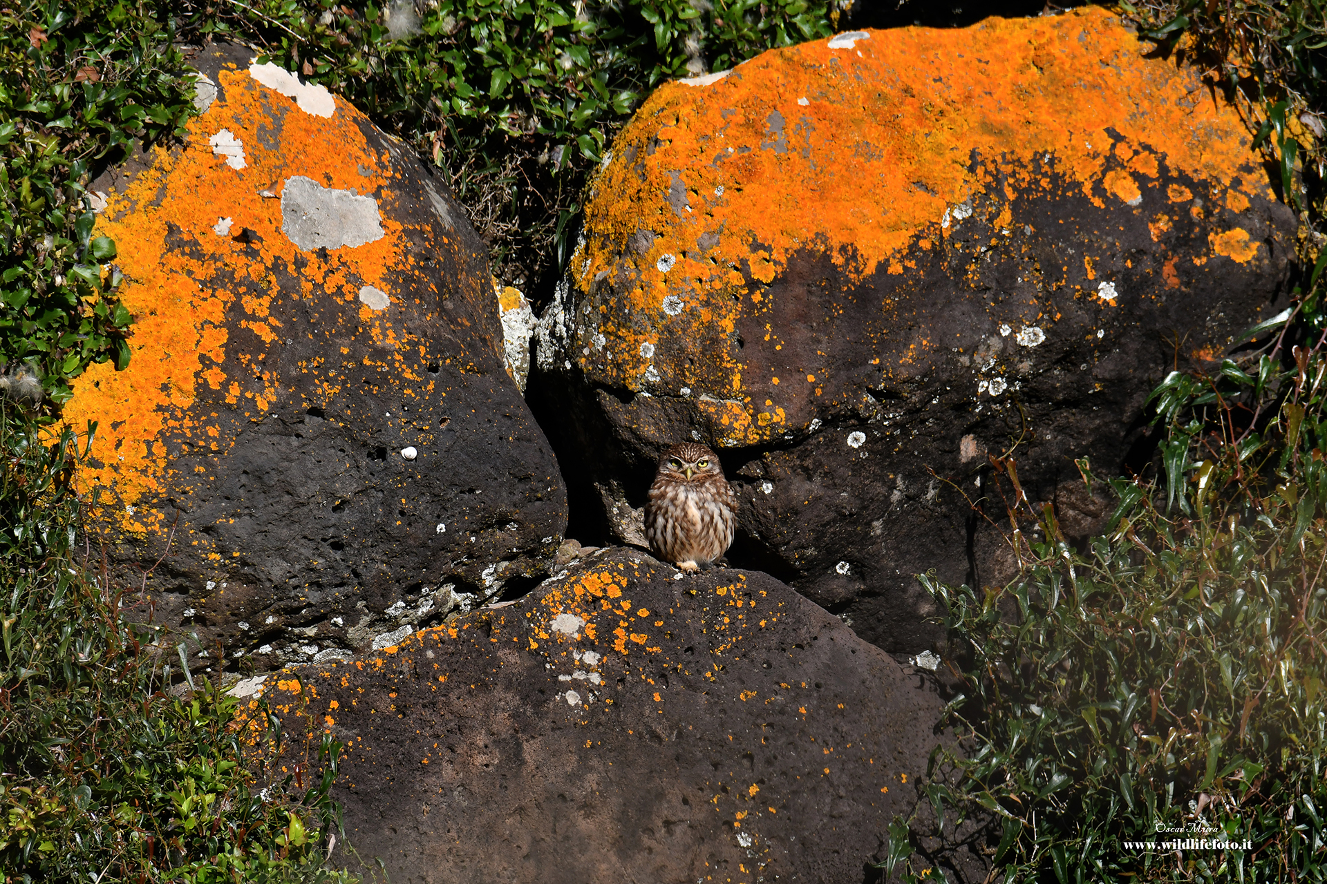 Owl