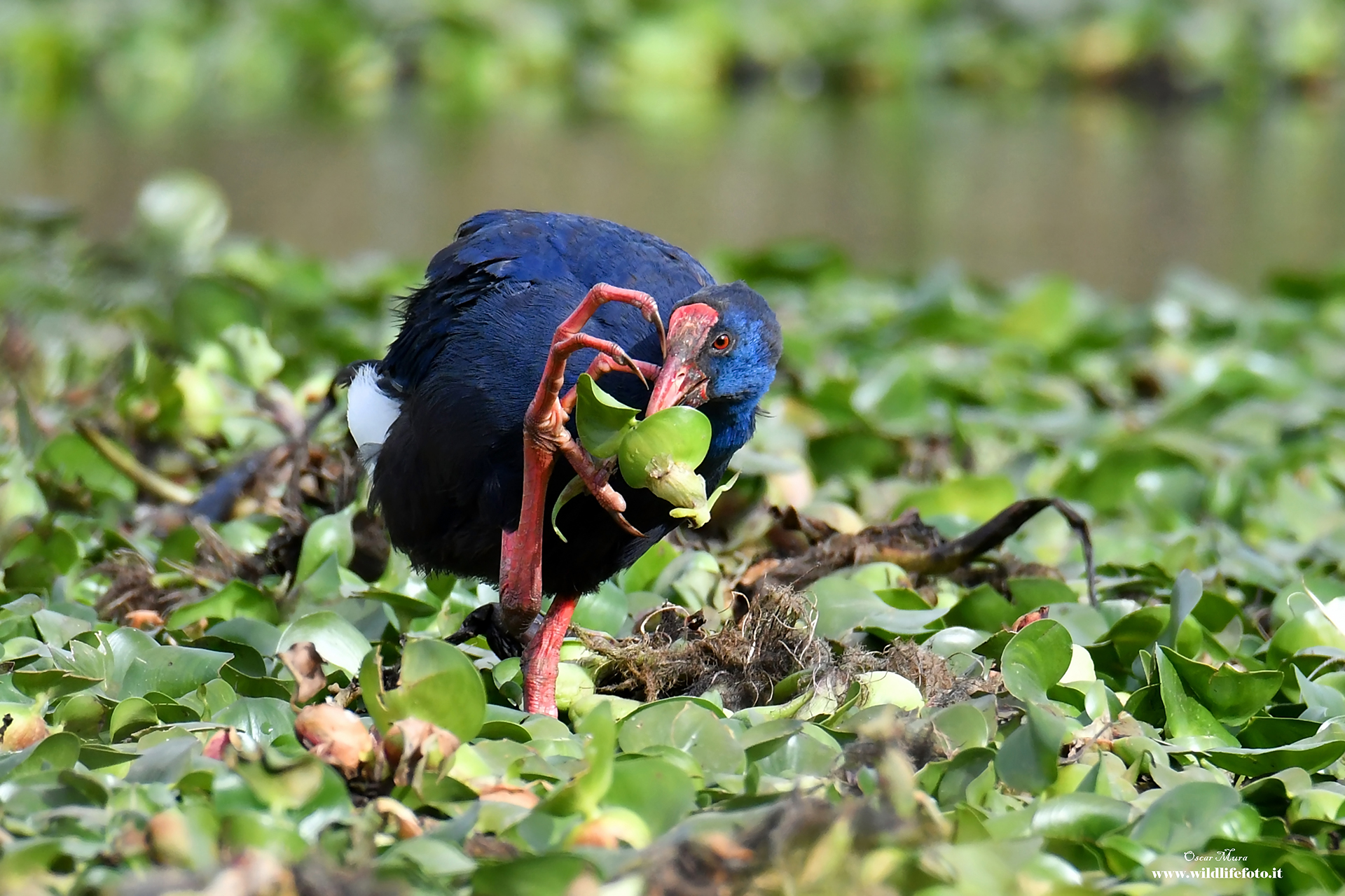 Swamphen
