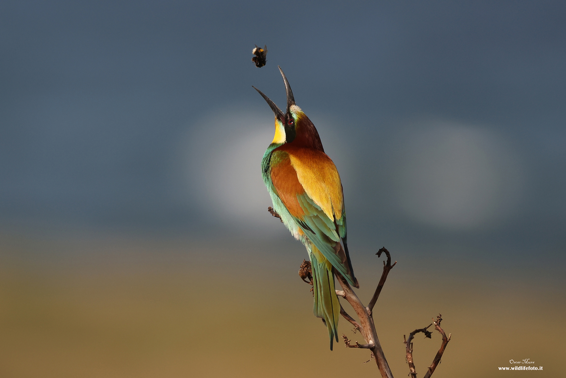 European bee-eater