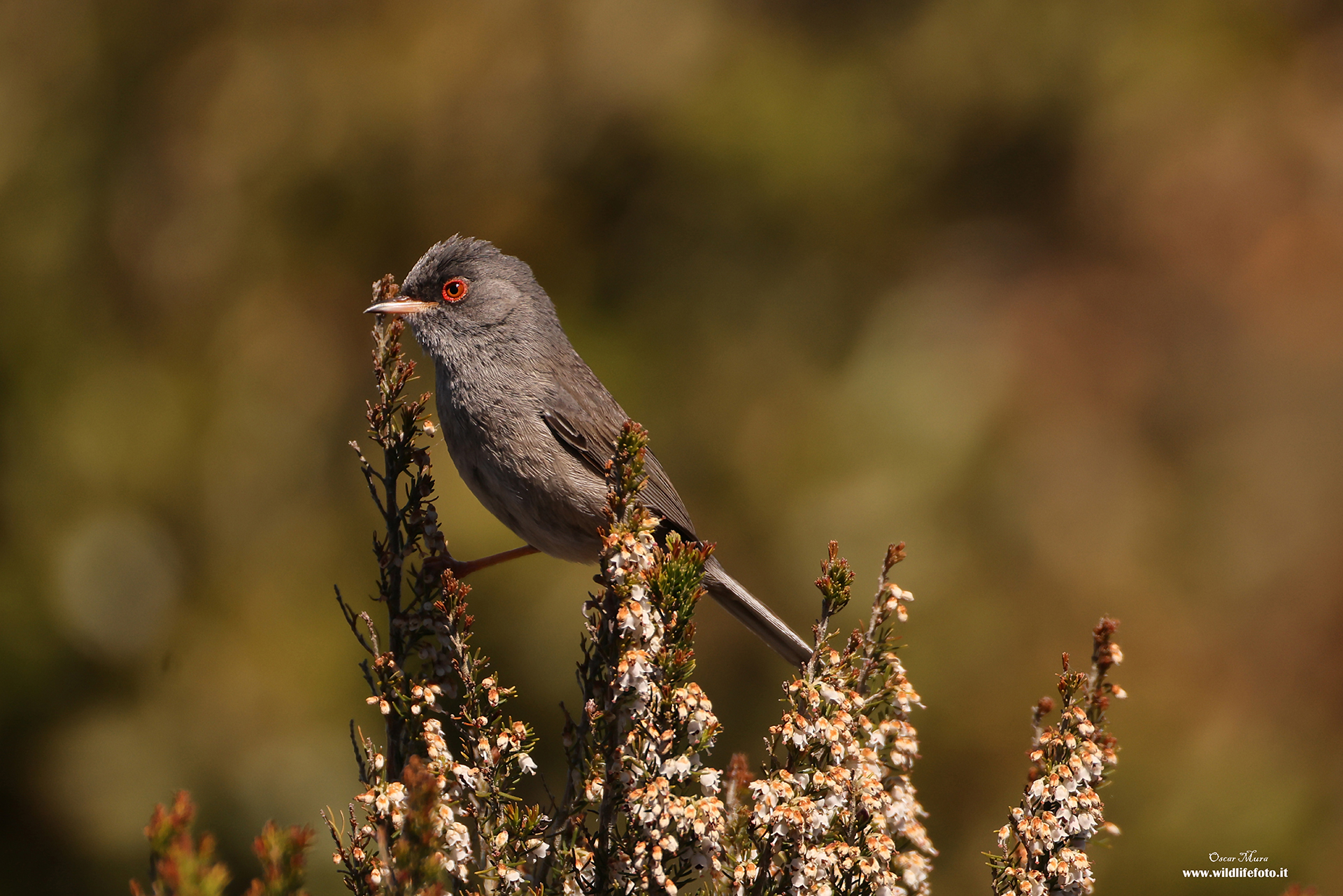 Sardinian Magnanina