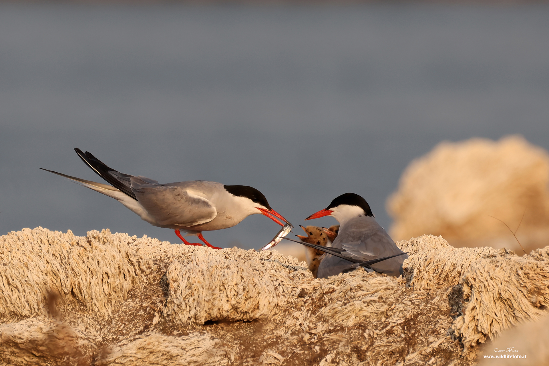 Common Tern