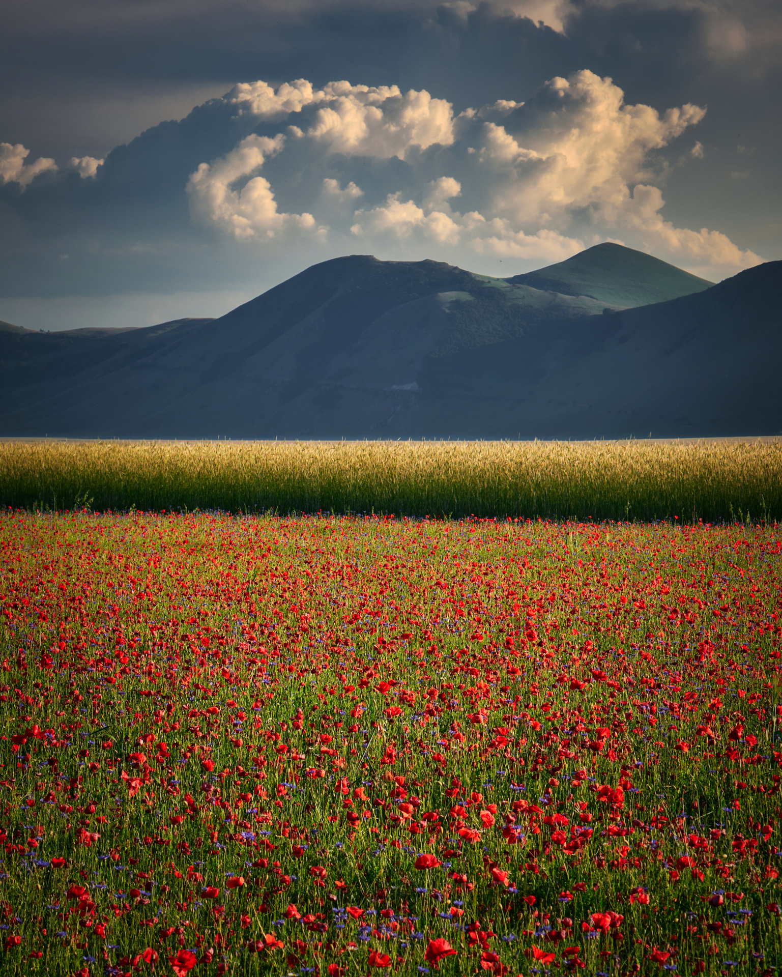 Sibillini - Pian Grande in Castelluccio di Norcia