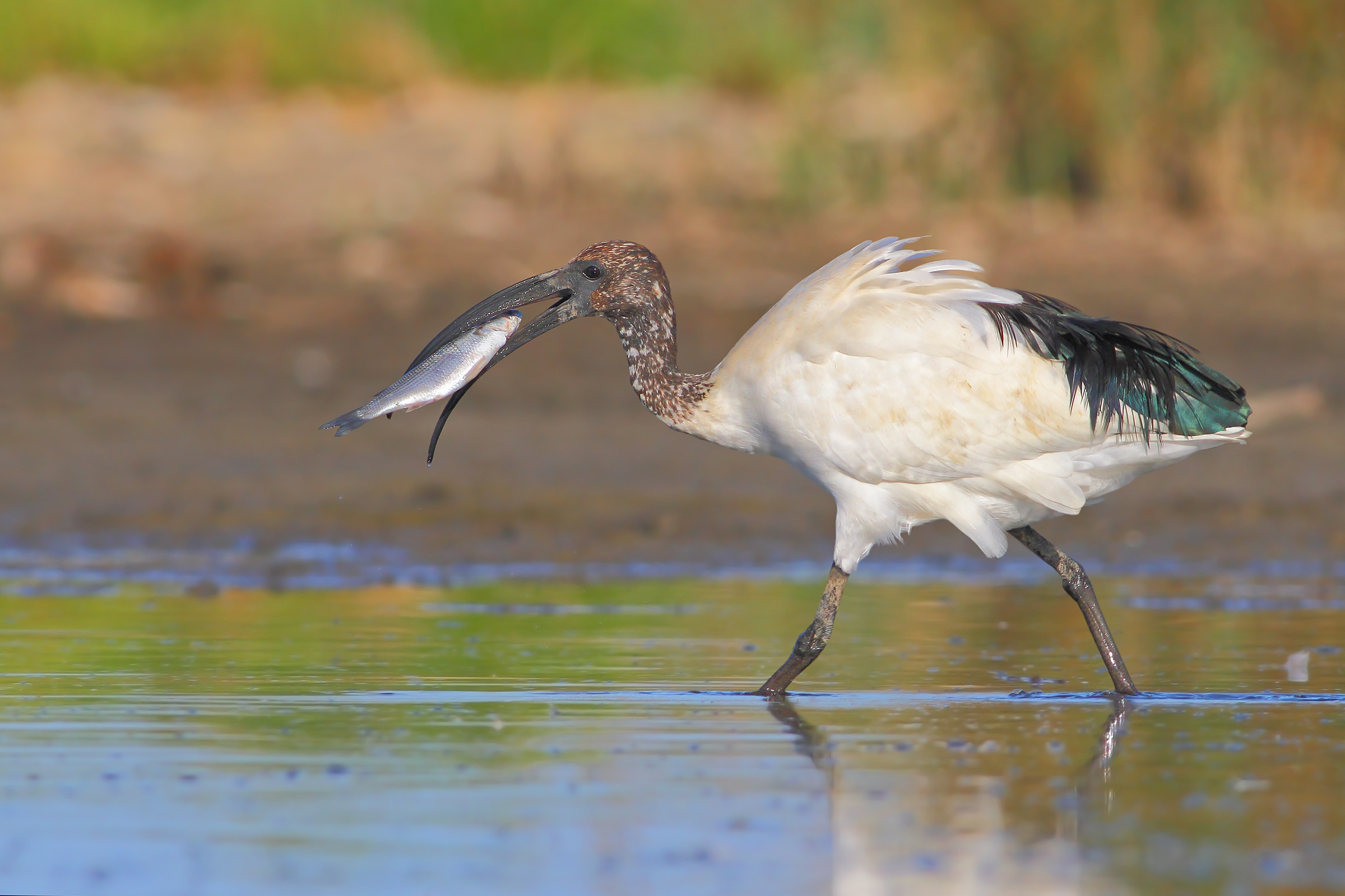 Ibis sacro