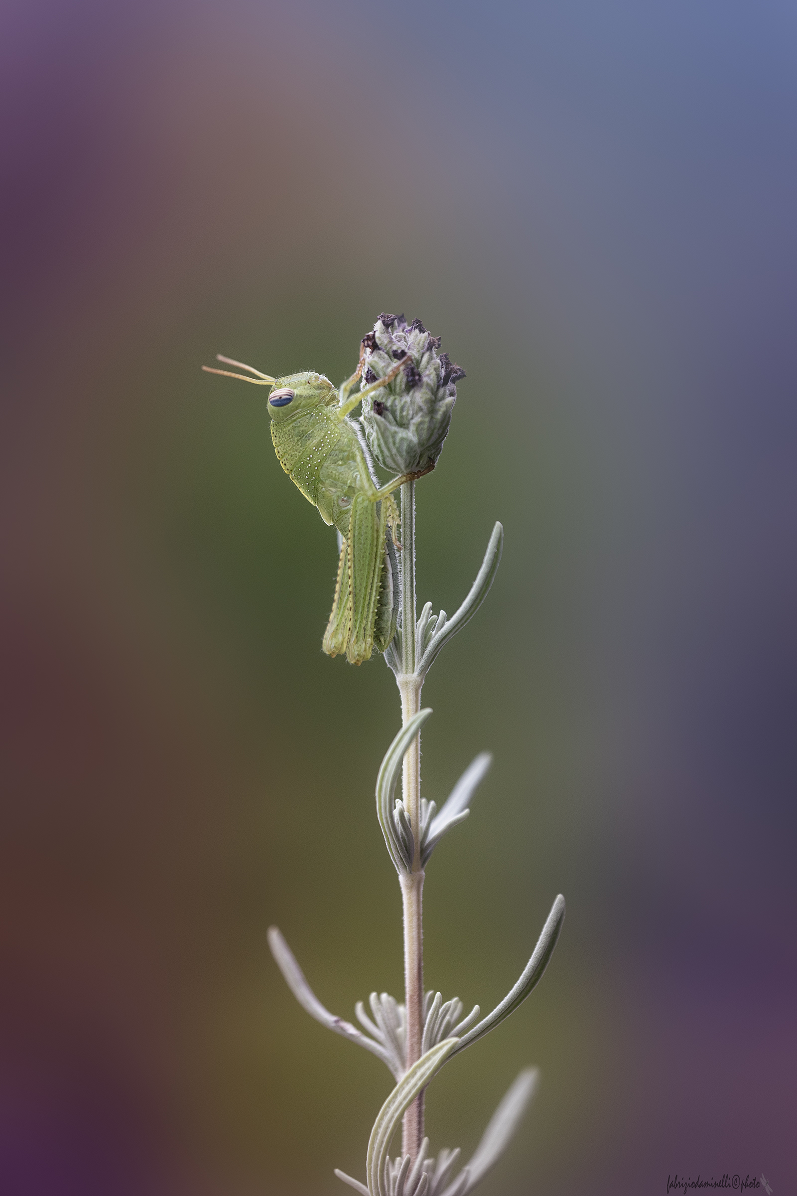 neanide di Anacridium aegyptium