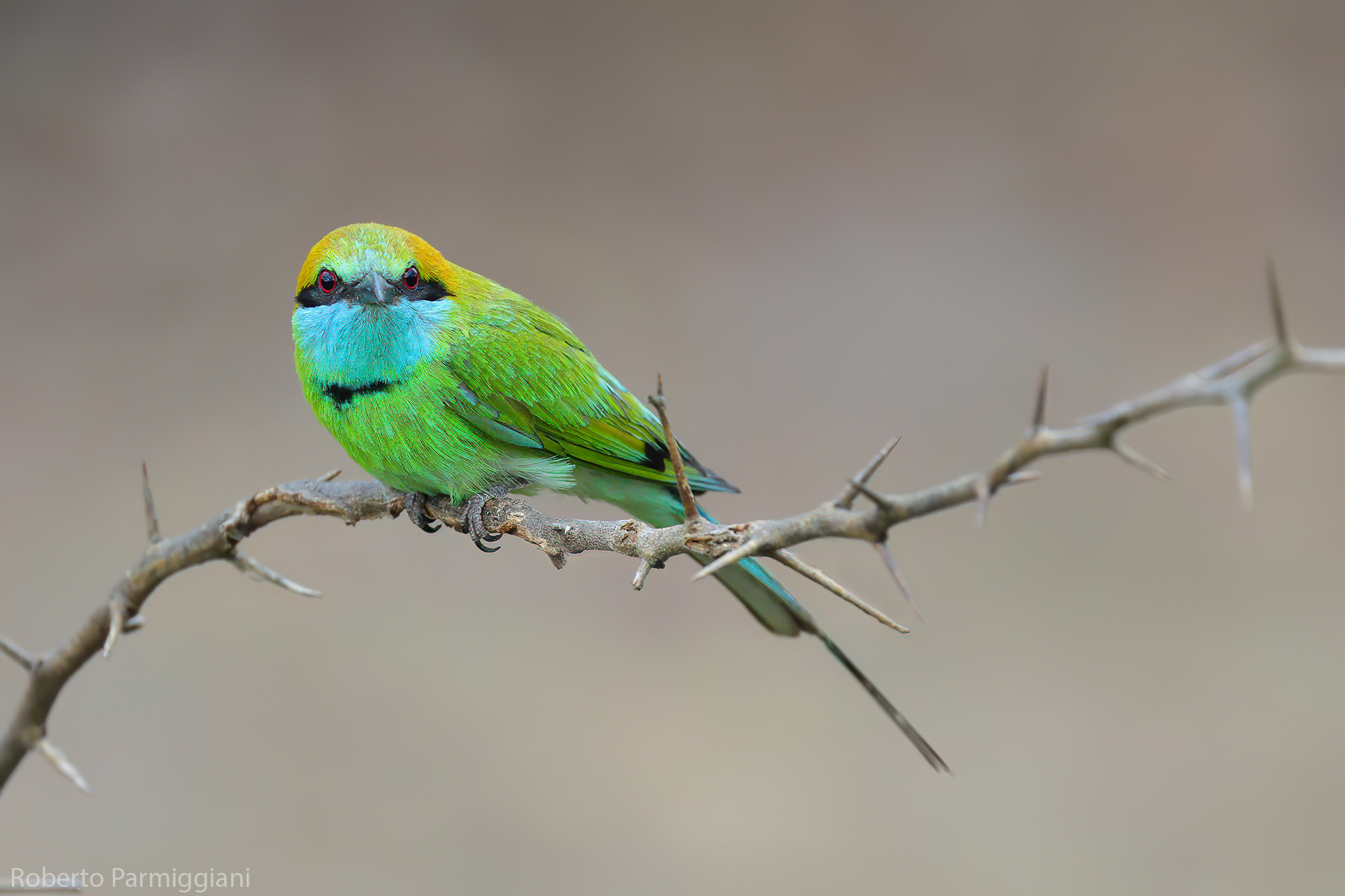 Gruccione verde