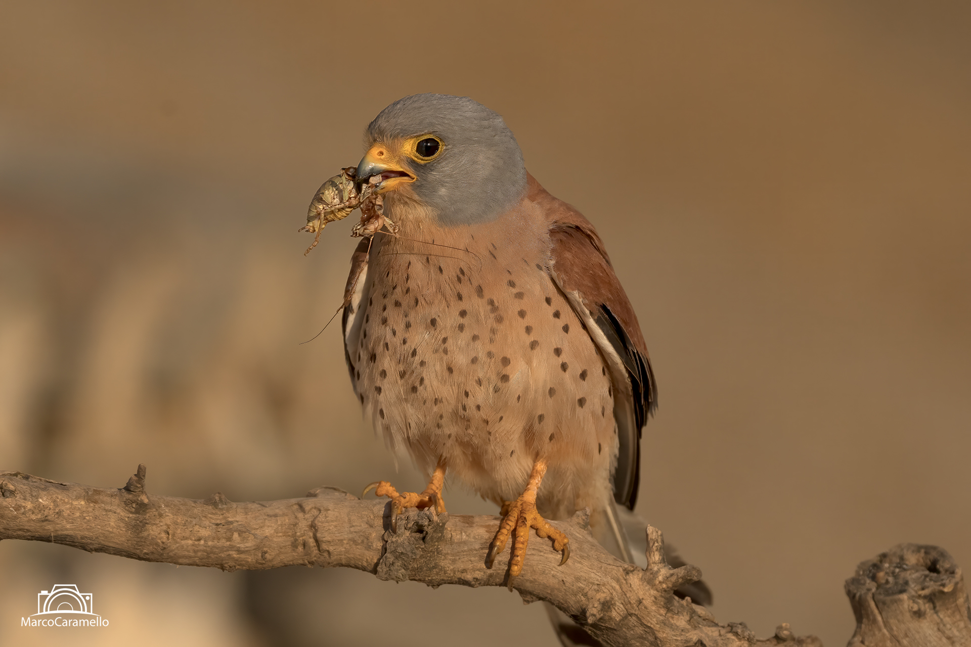 Lesser Kestrel