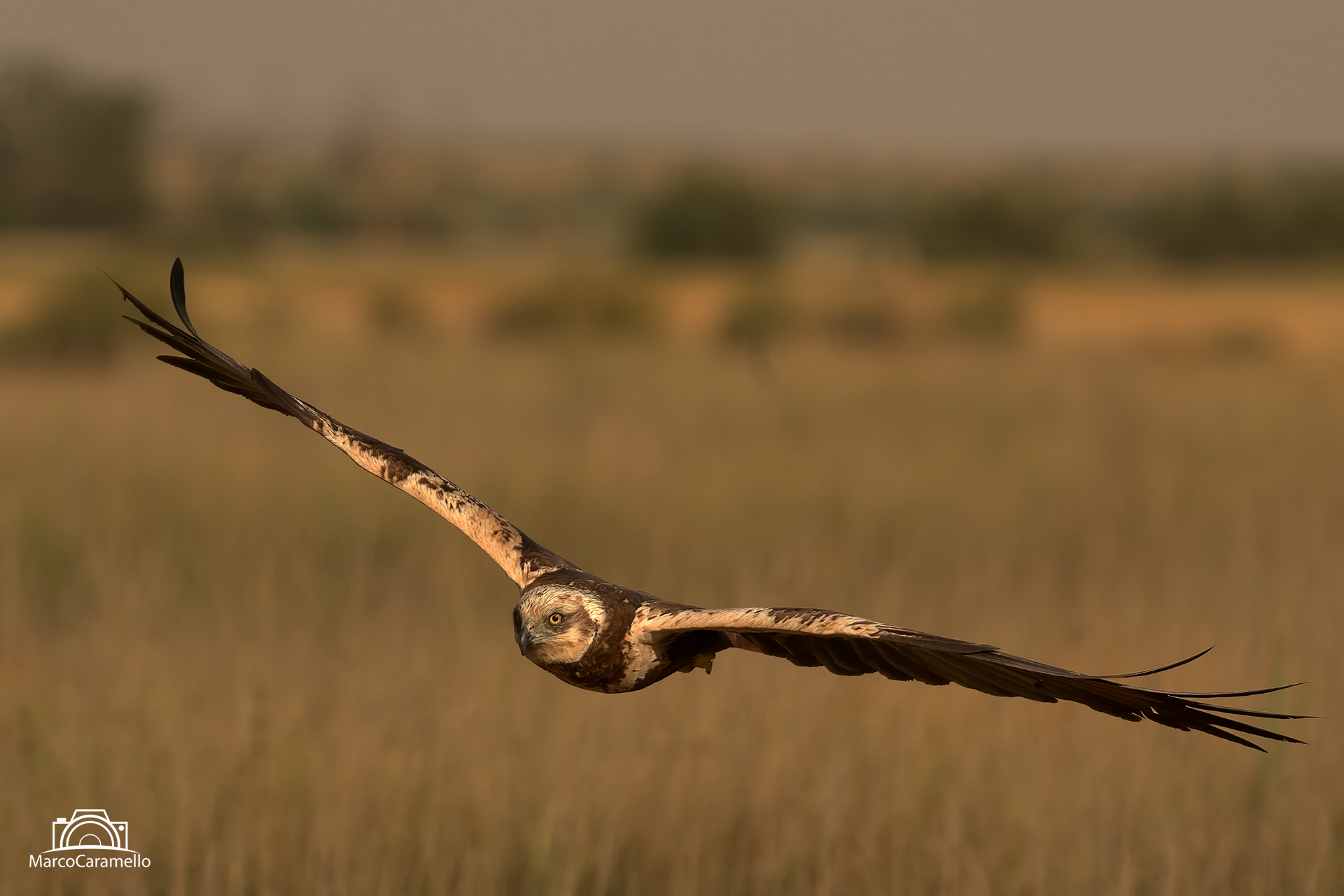 Marsh Harrier