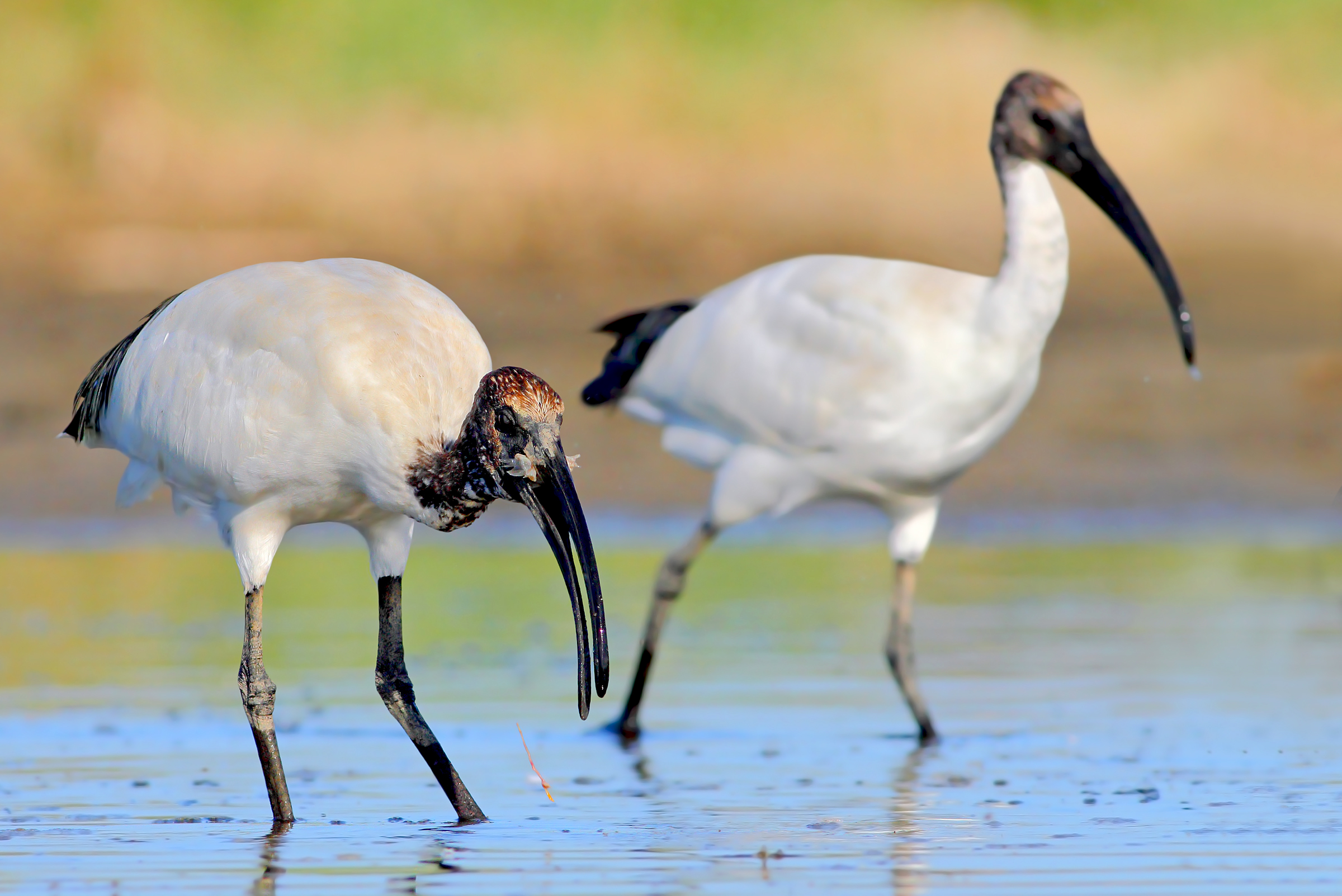 Ibis sacri