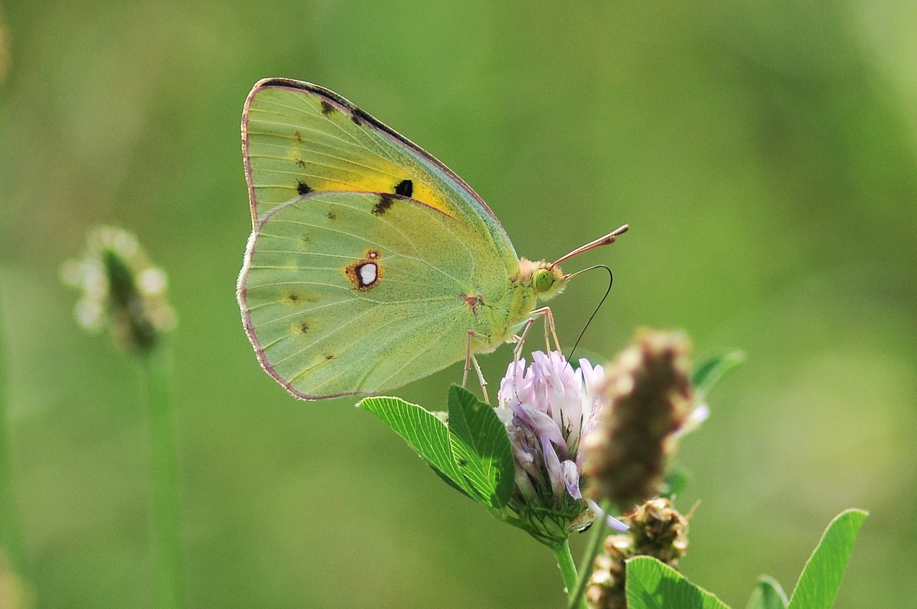 Colias croceus