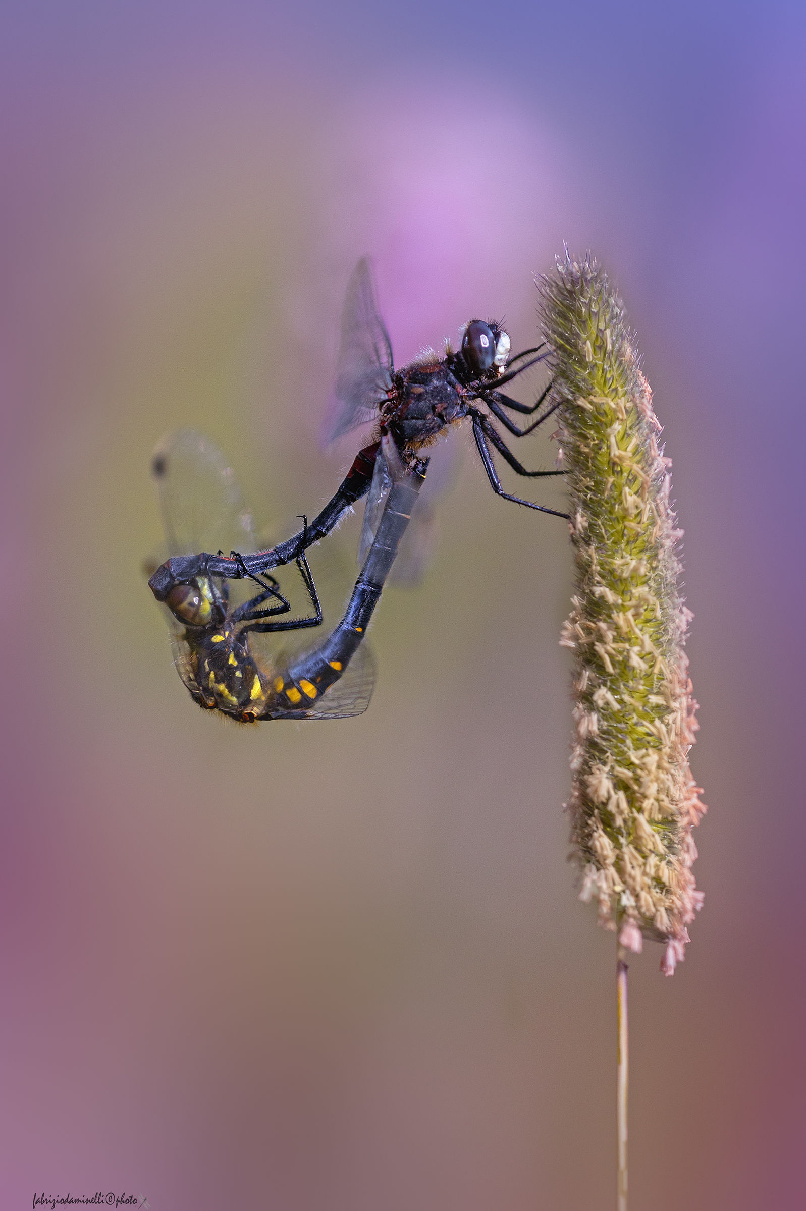 Leucorrhinia dubia - copula