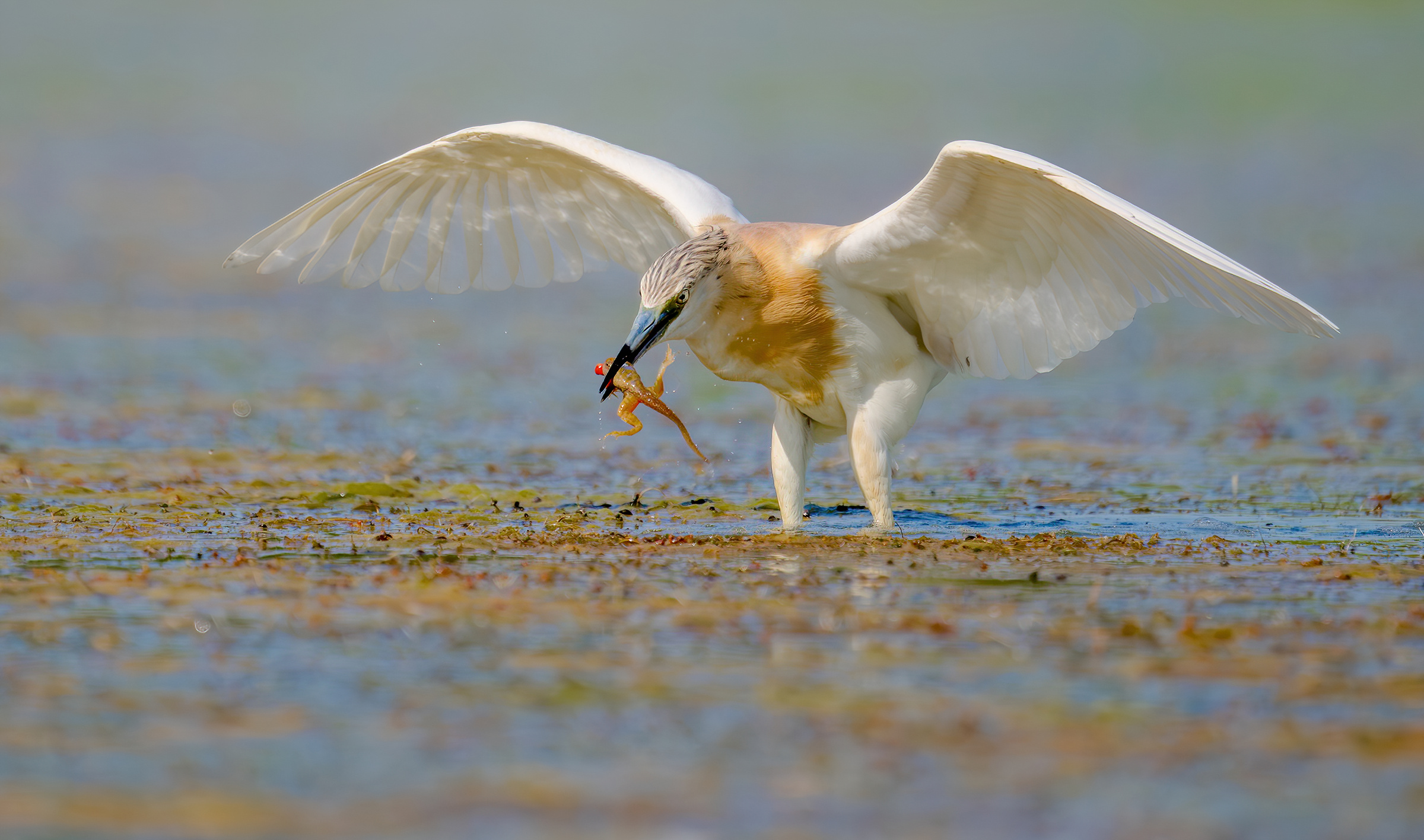 squacco heron