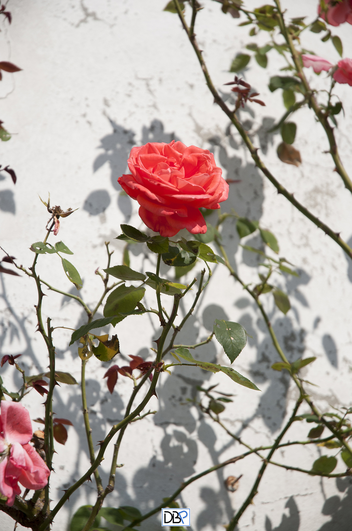 Nel roseto