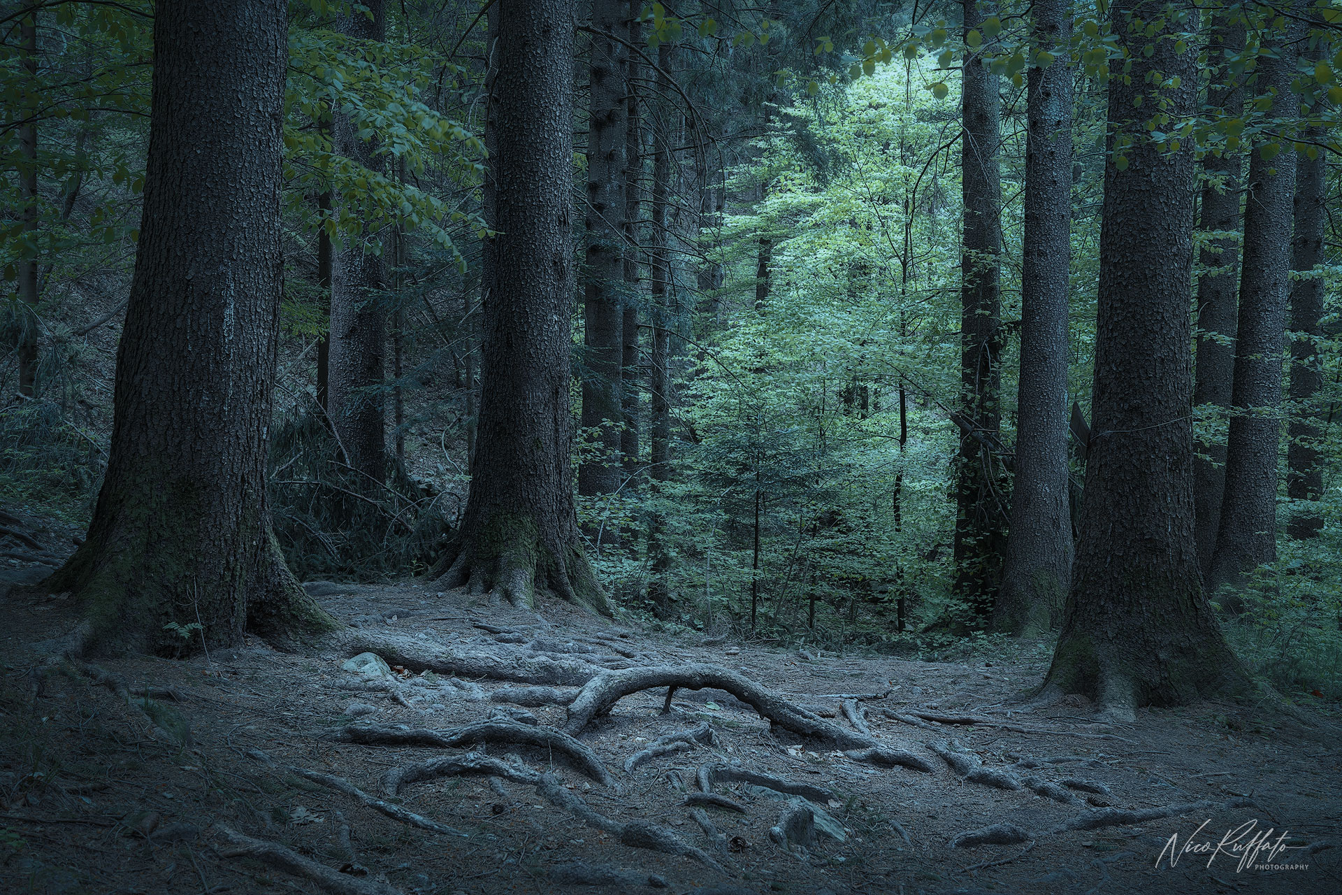 The Enchanted Forest