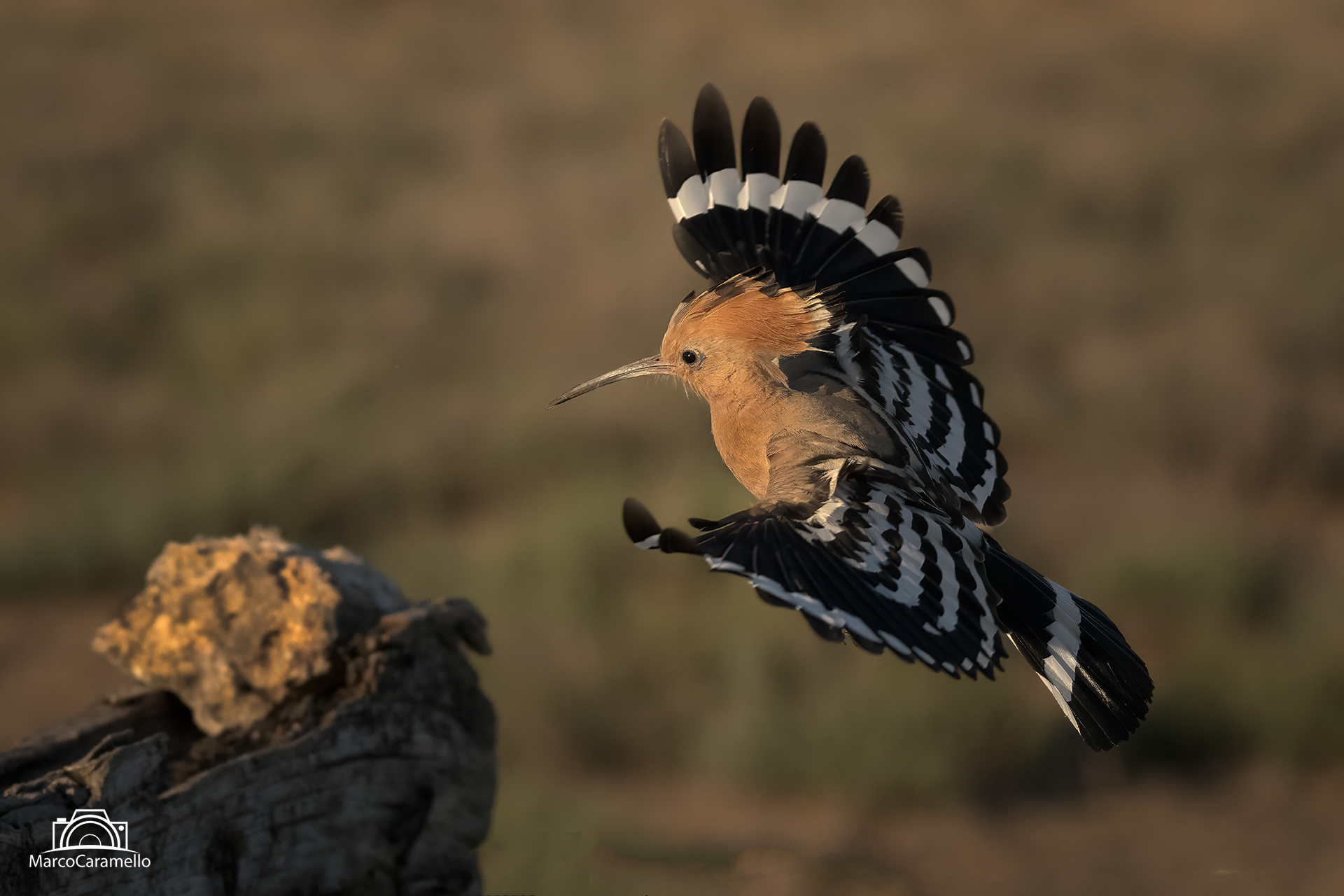Hoopoe