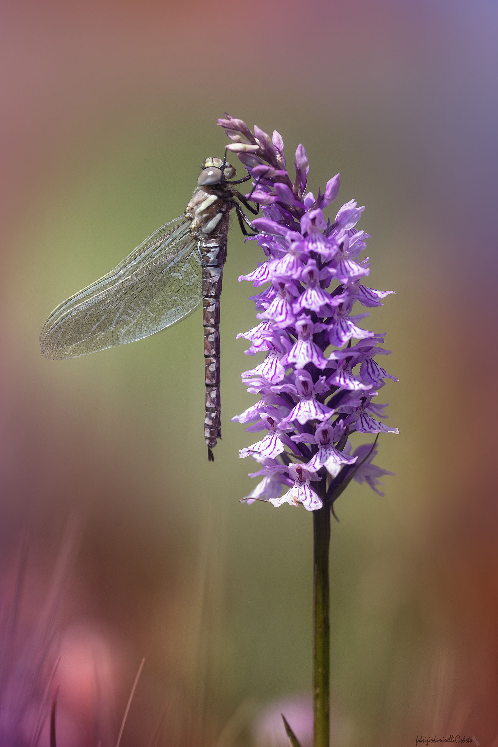 Aeshna juncea su Dactylorhiza maculata