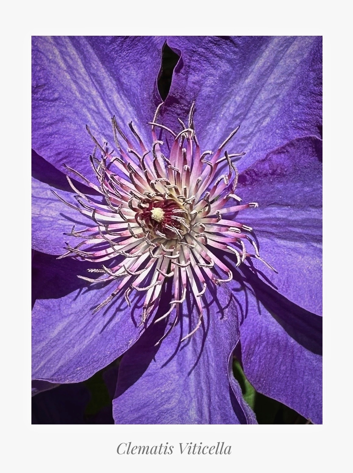Clematis Viticella