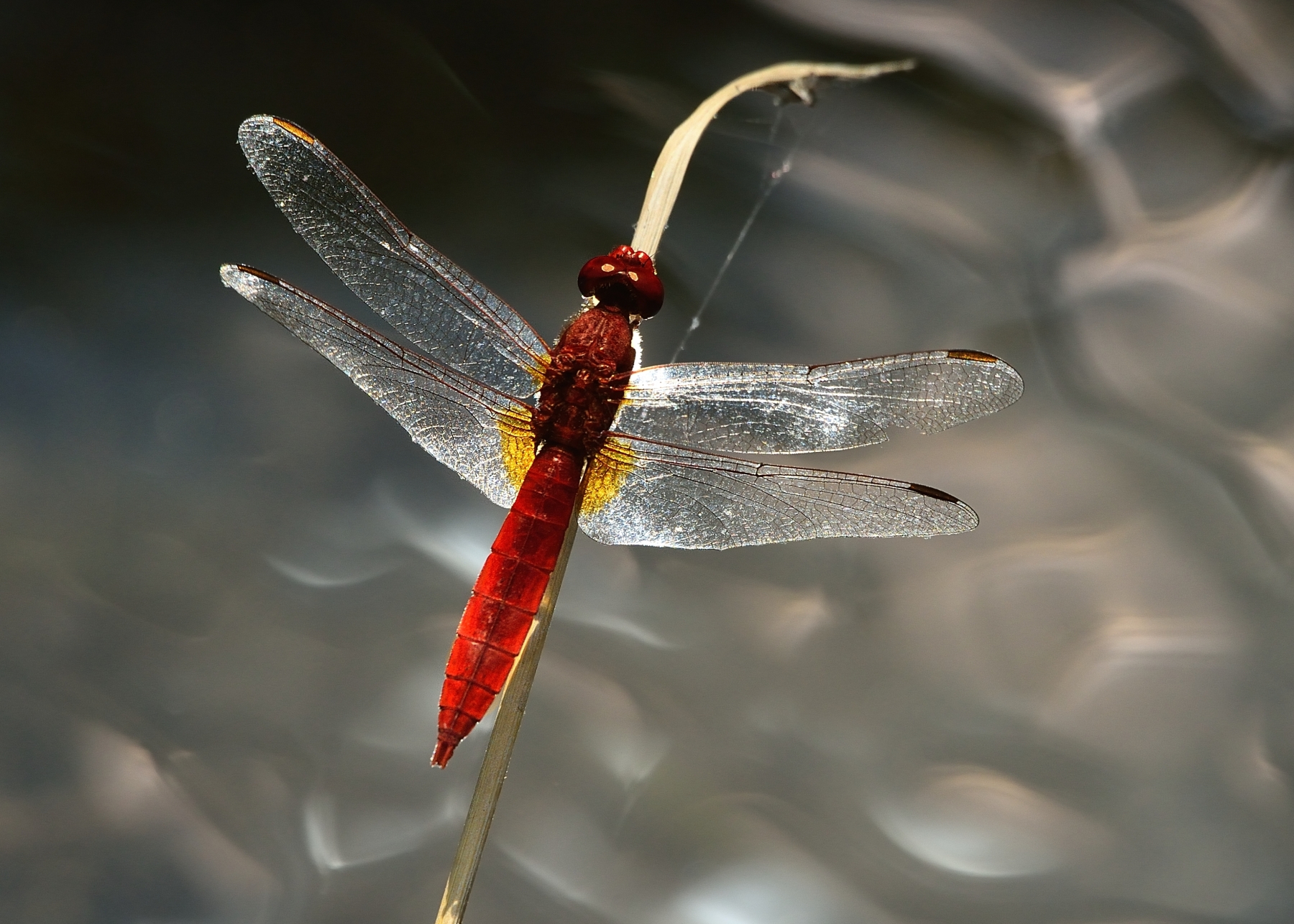 Riflessi di luce sullo stagno