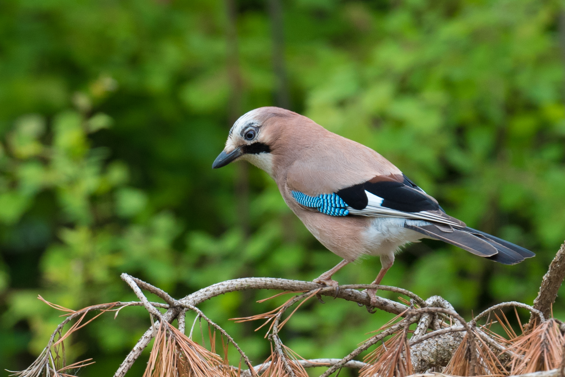 JAY