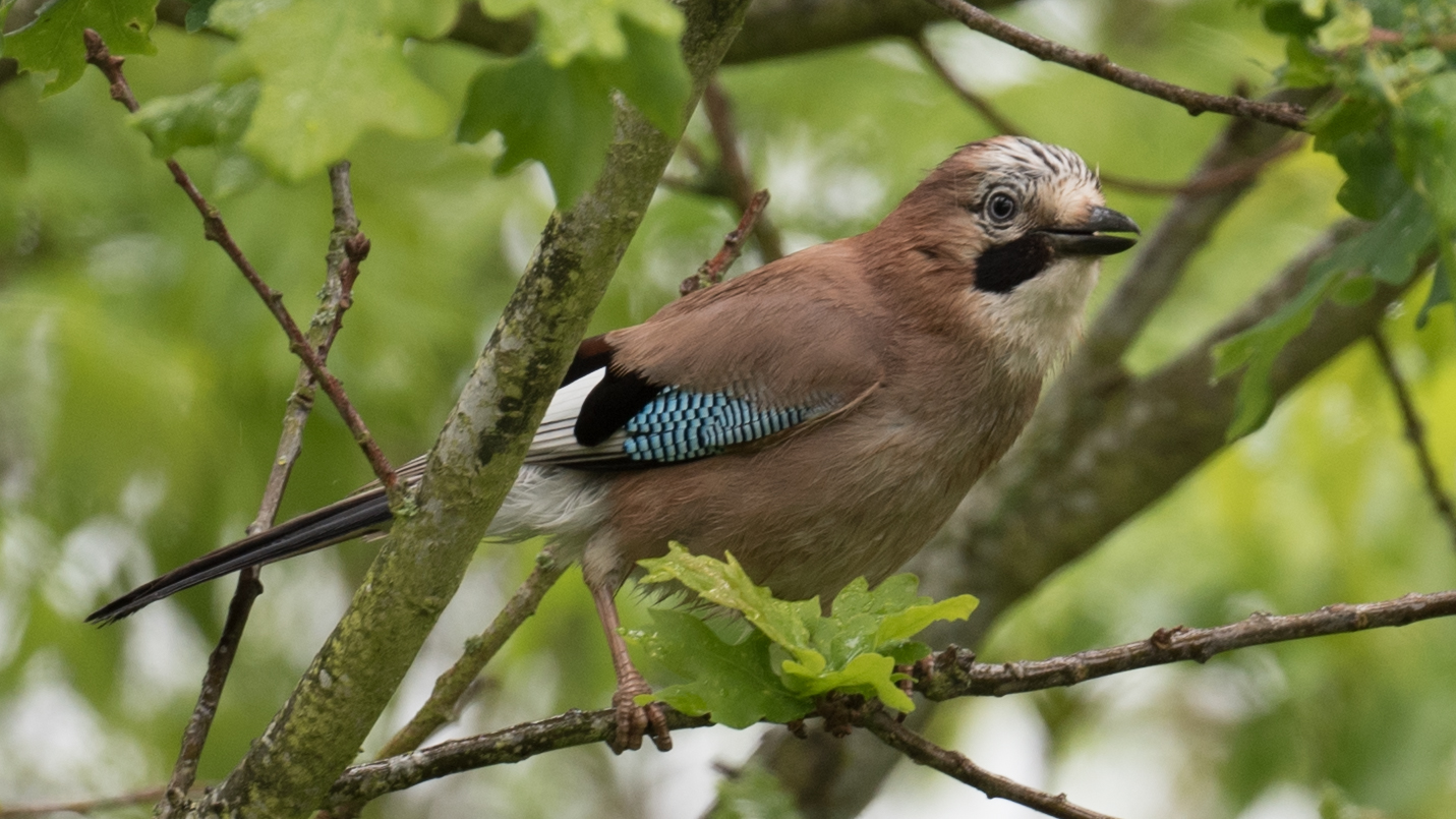 JAY