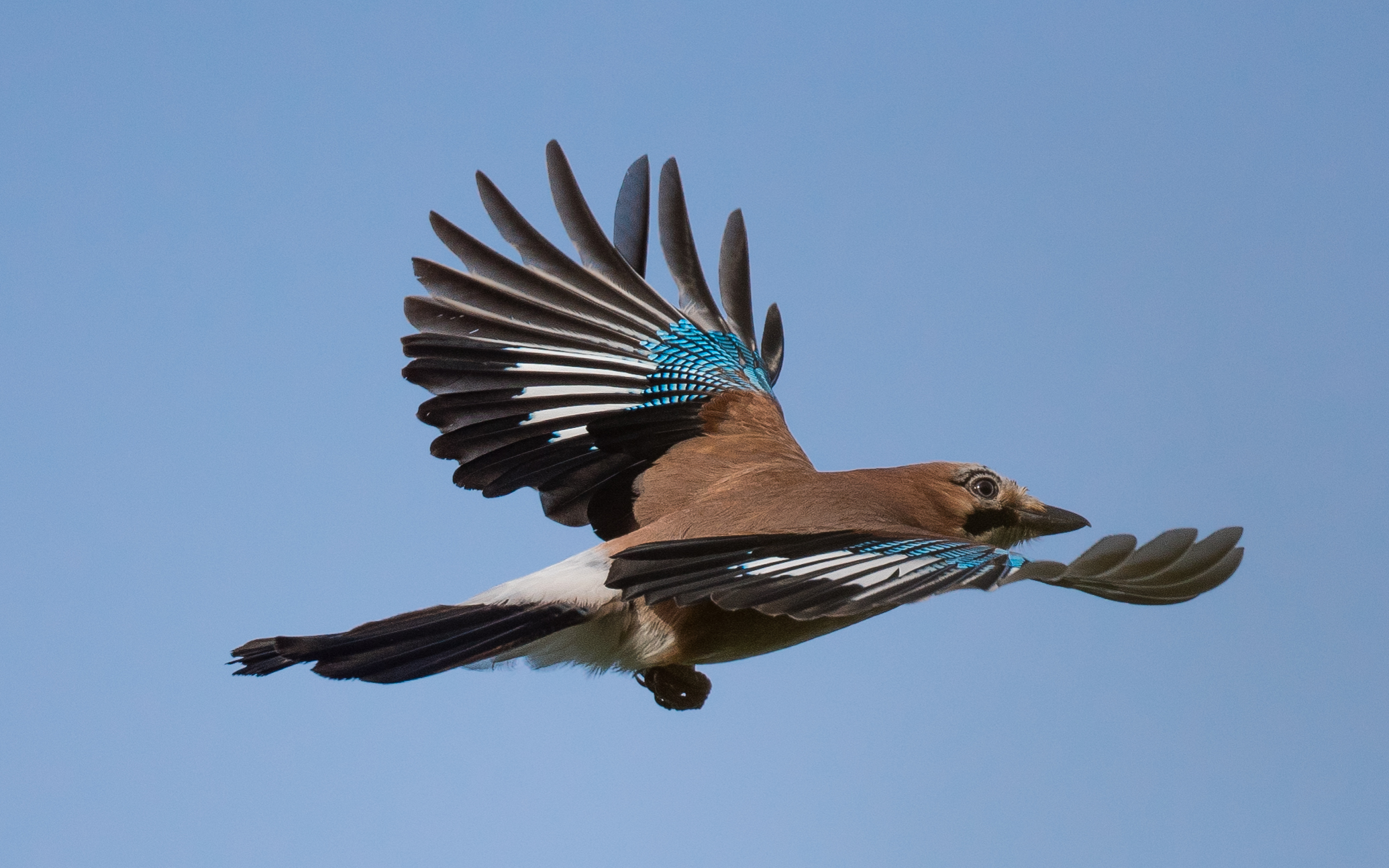 JAY