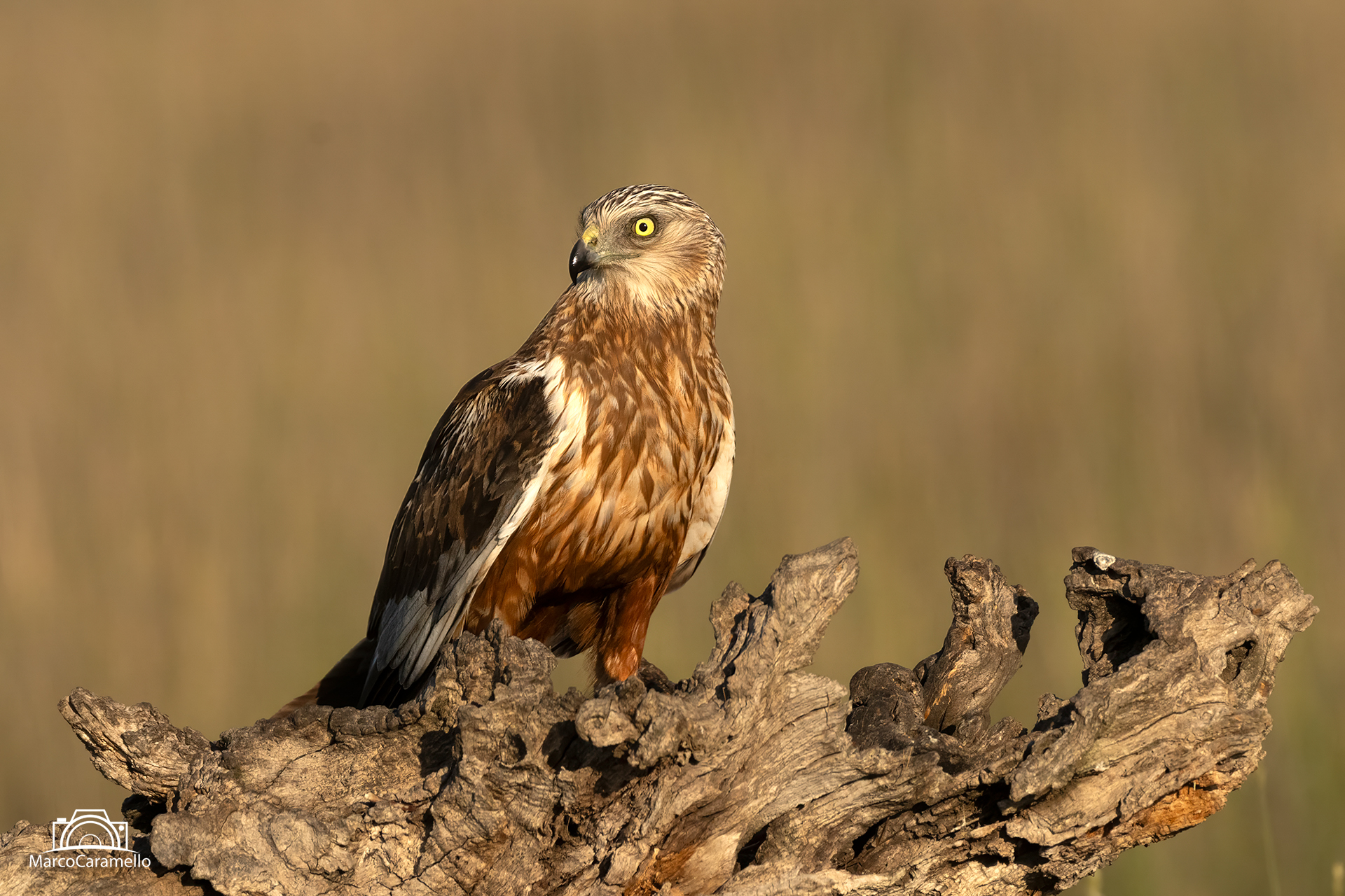 Falco di palude