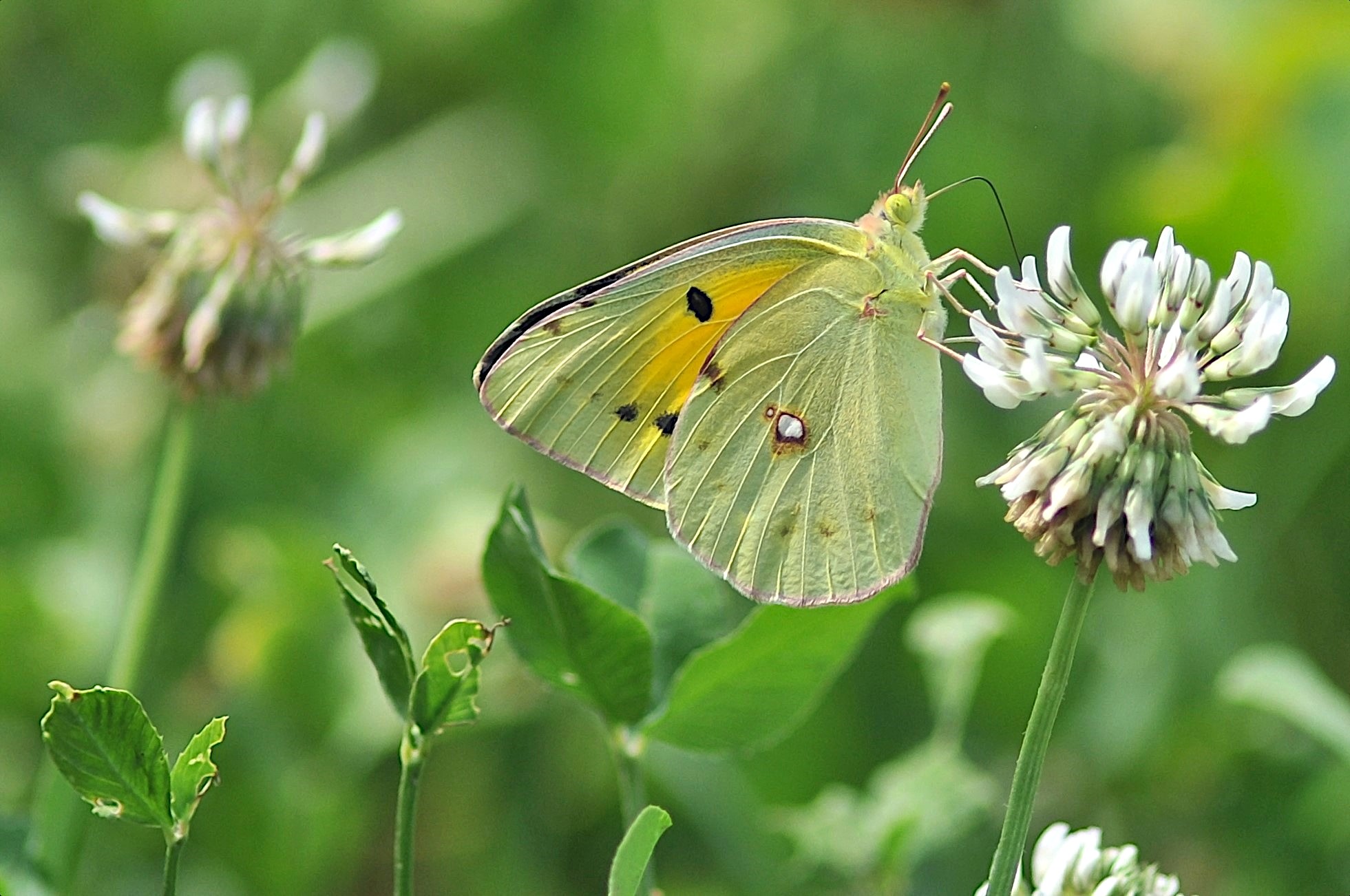 Colias croceus