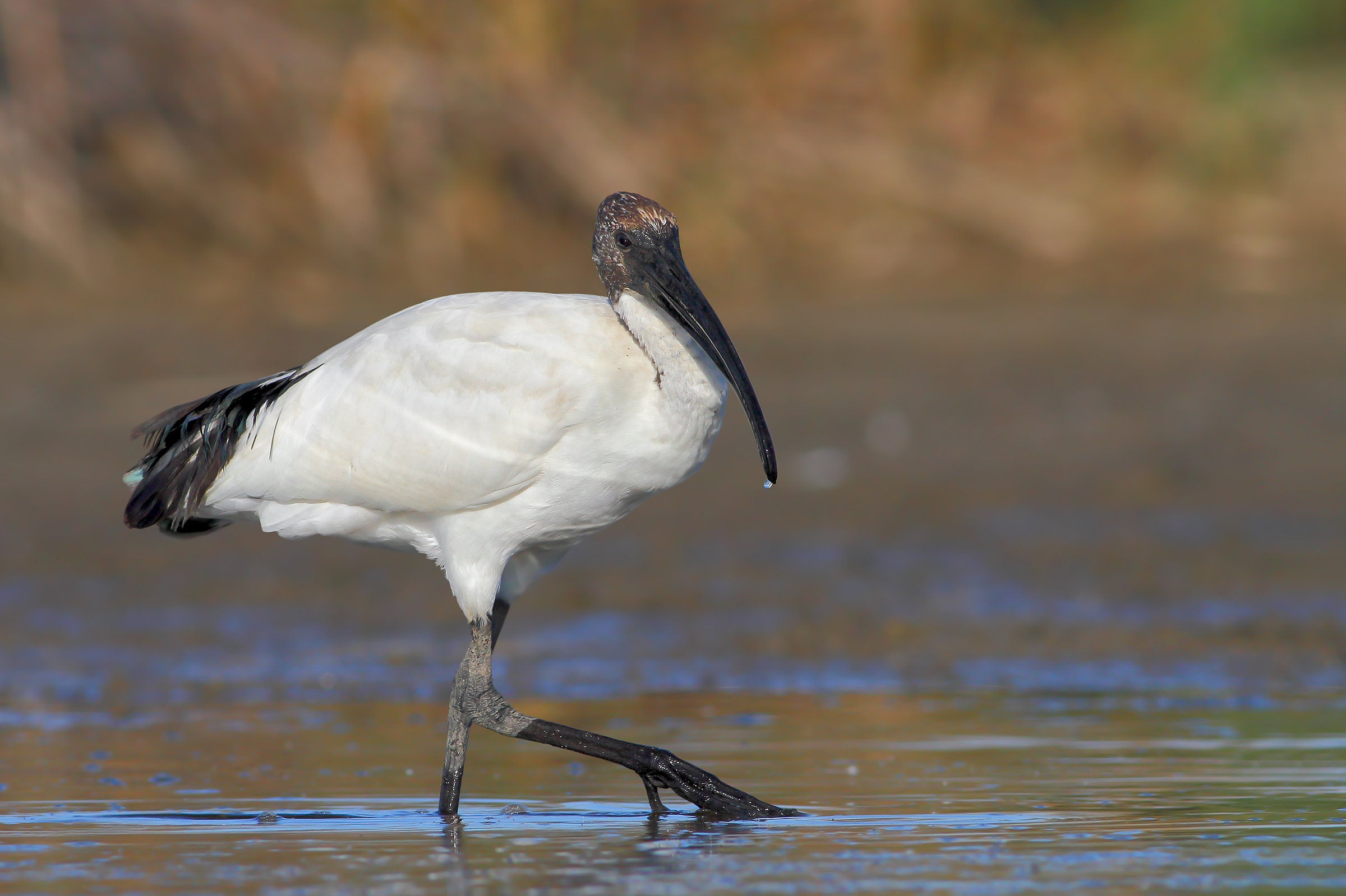 Ibis sacro.