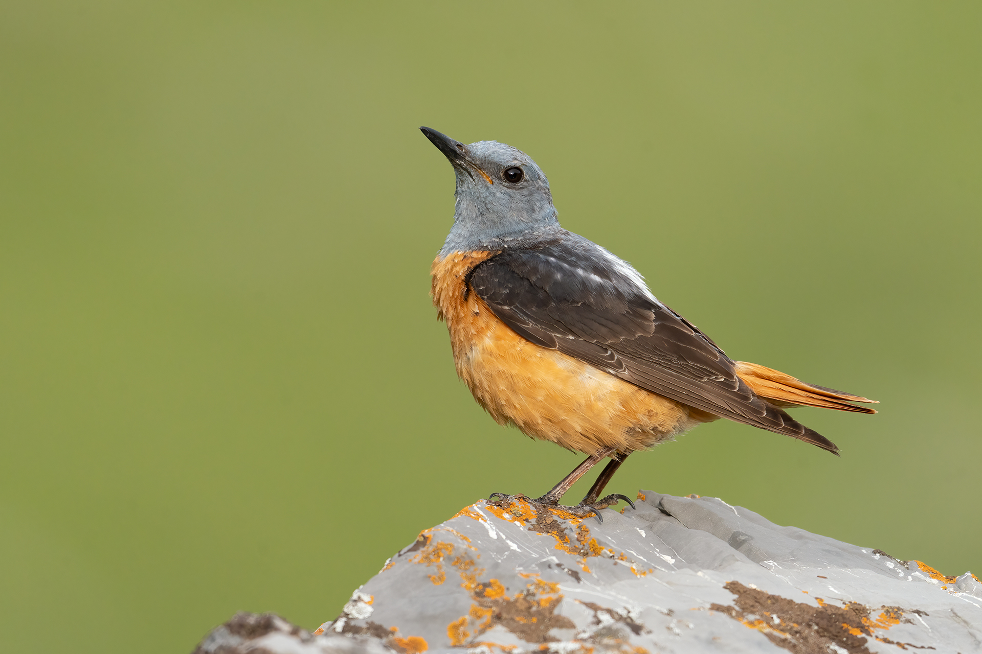 Redstart