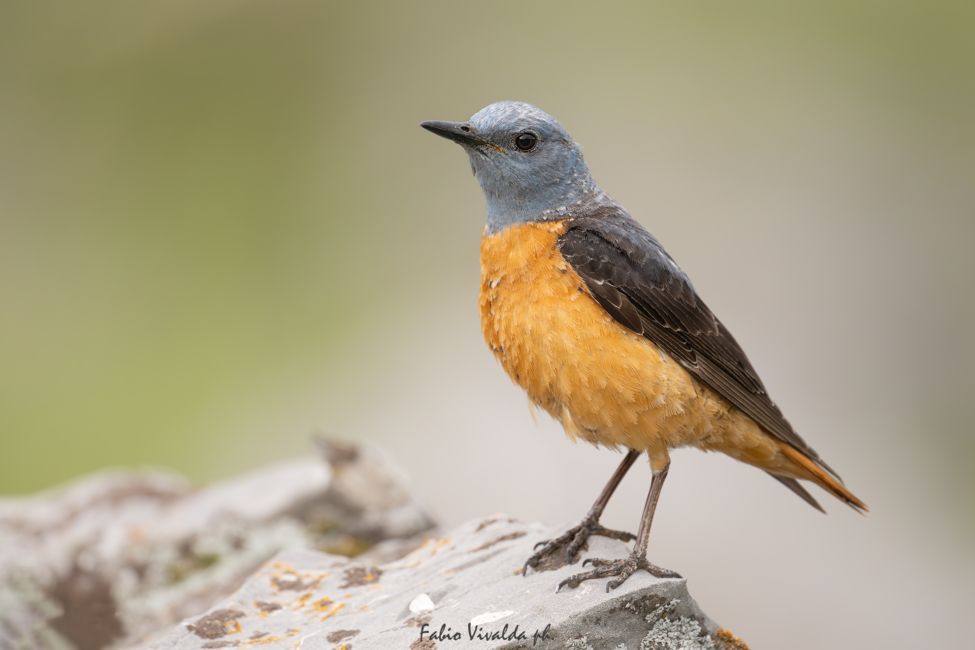 Posing rock thrushes
