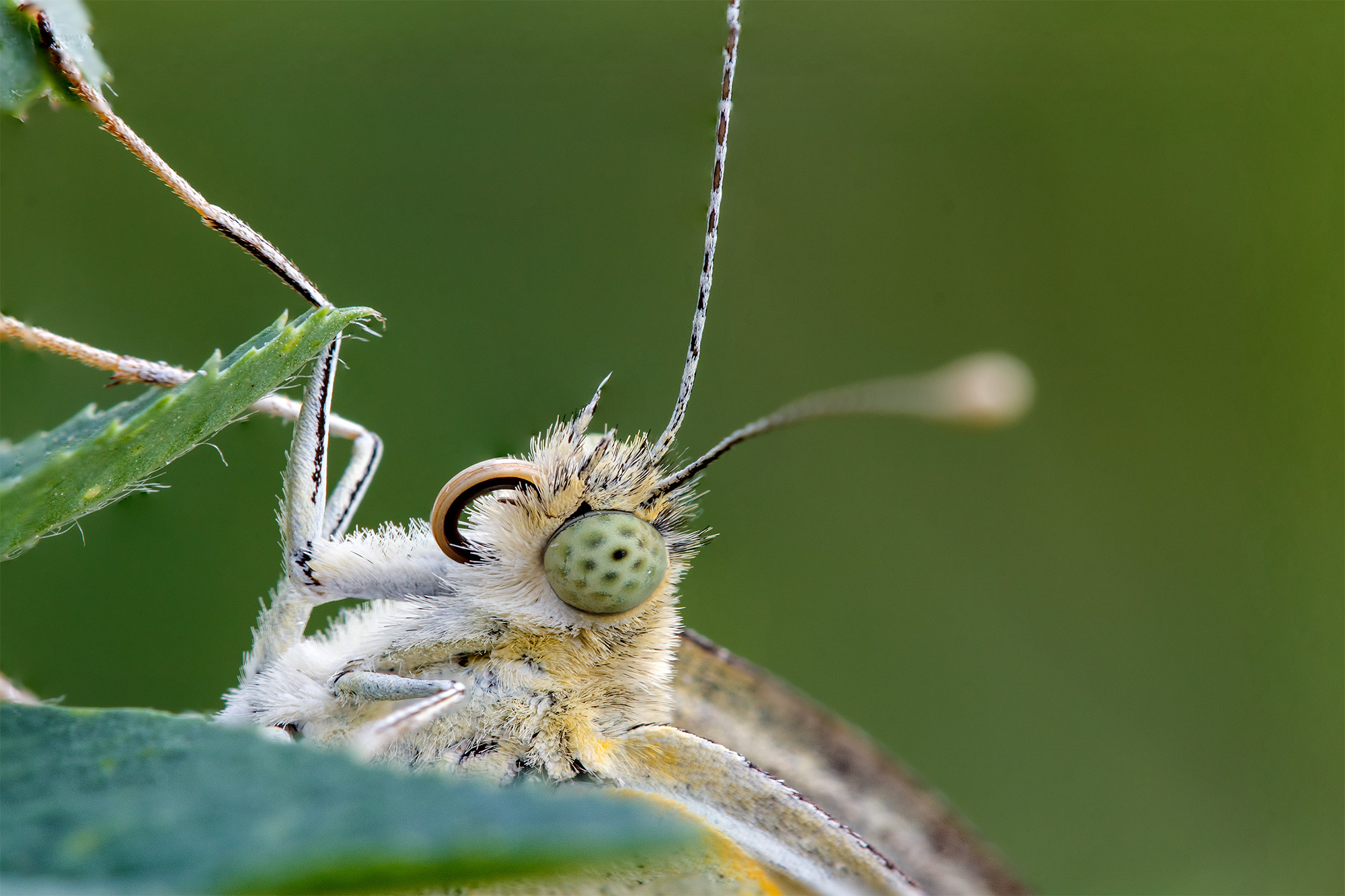 Primo test focus stacking