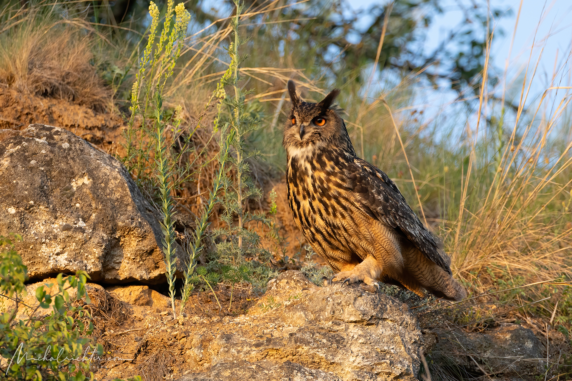 Bubo bubo (gufo reale eurasiatico)