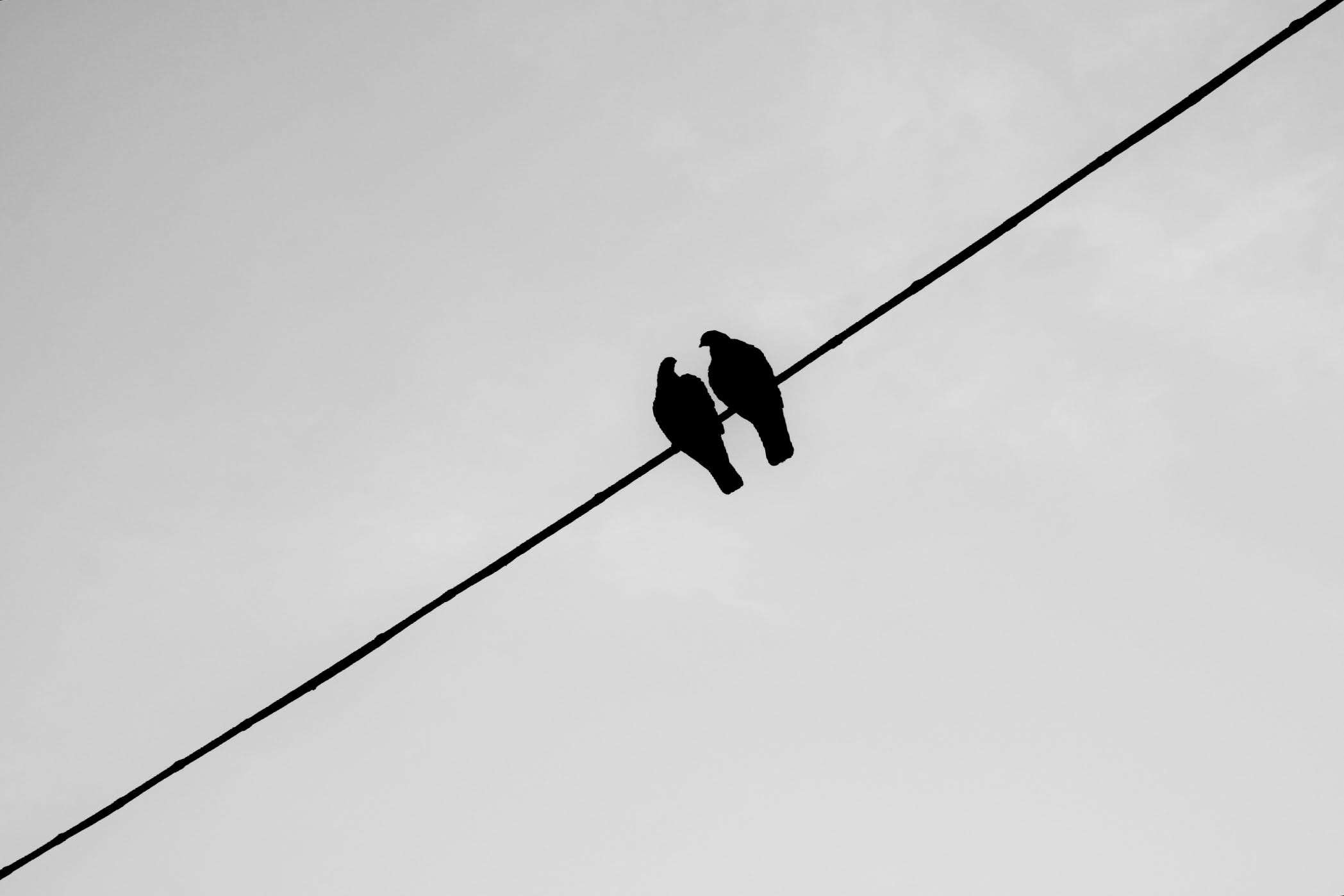 Lovebirds