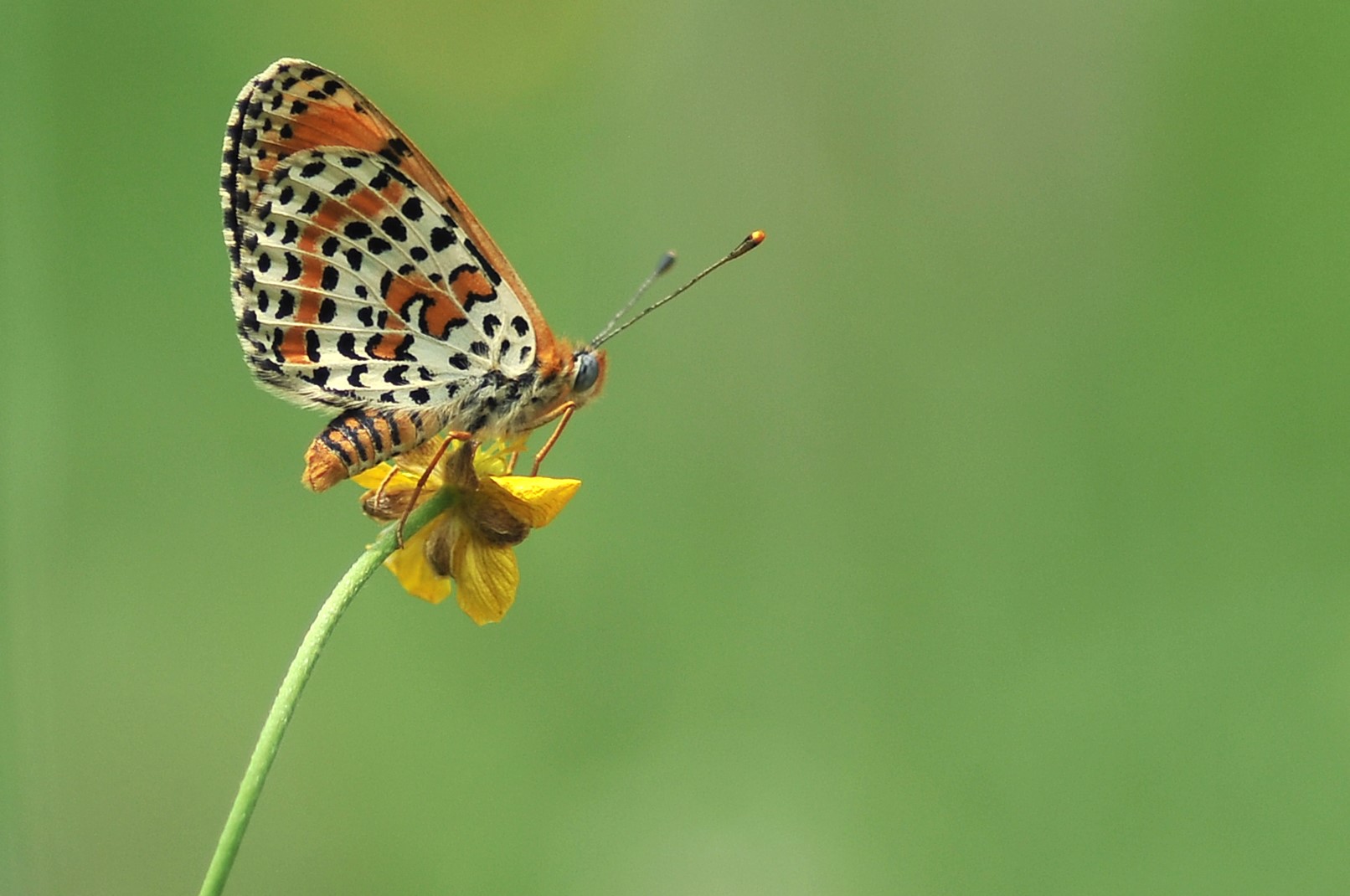 Melitaea didyma