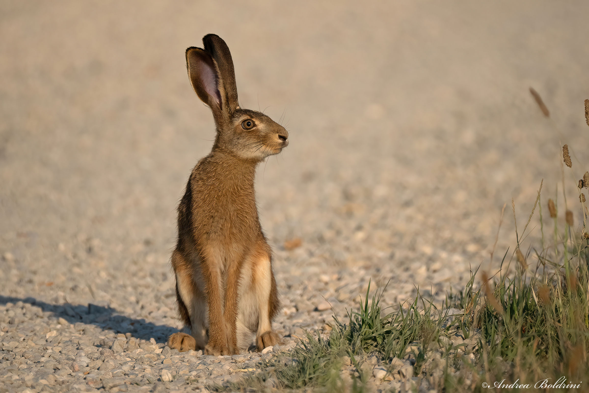 Hare