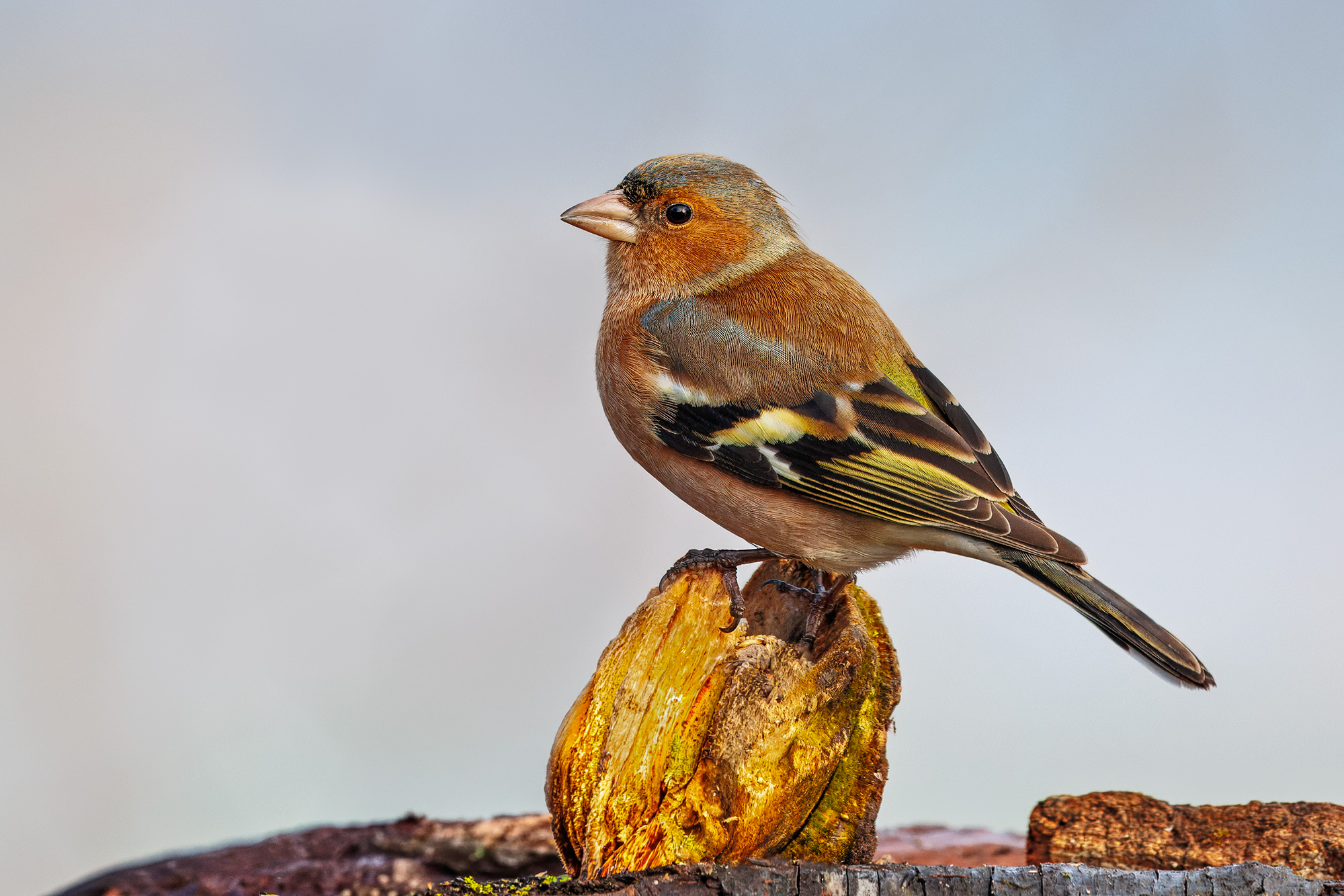 Finch