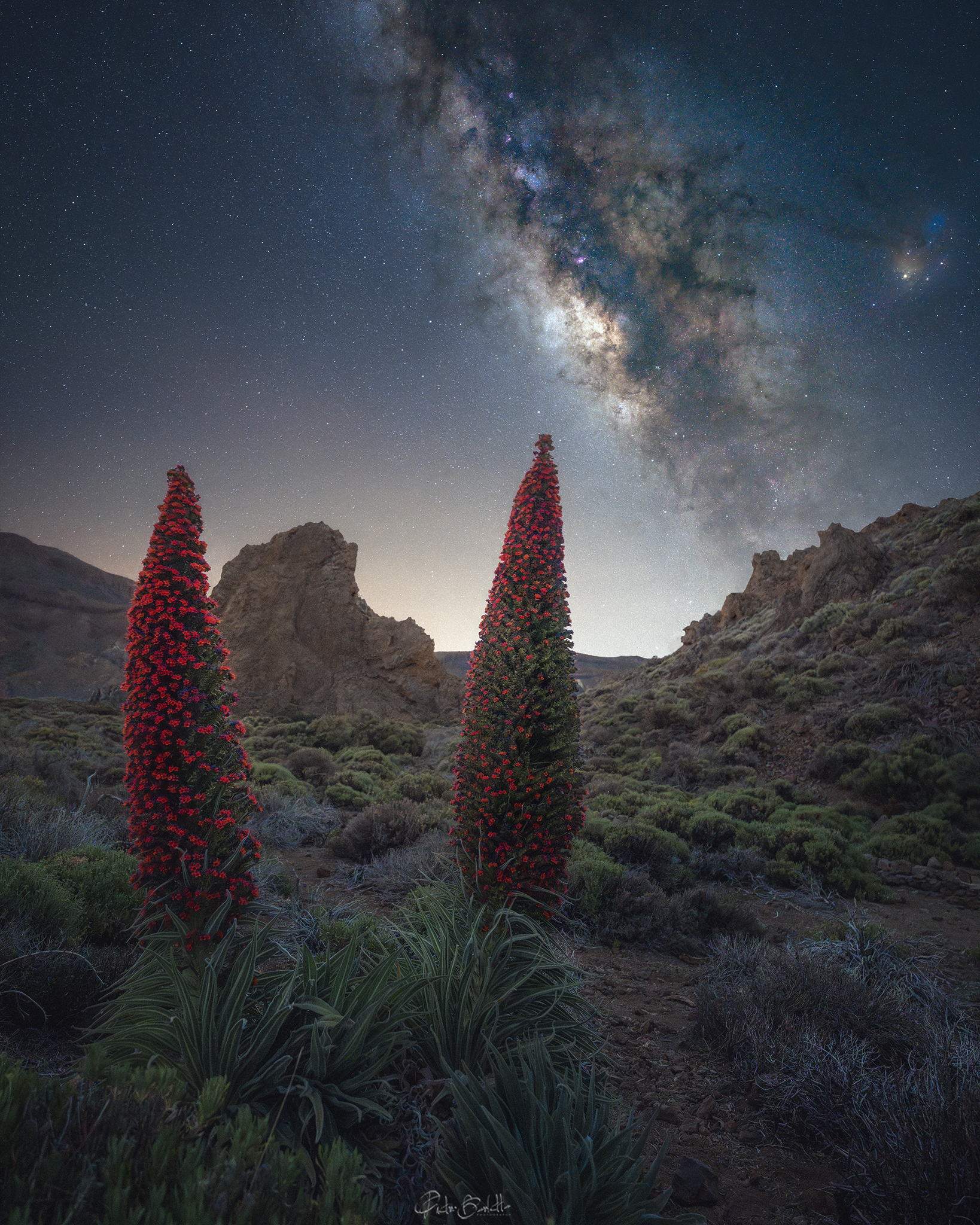 Tajinaste del Teide